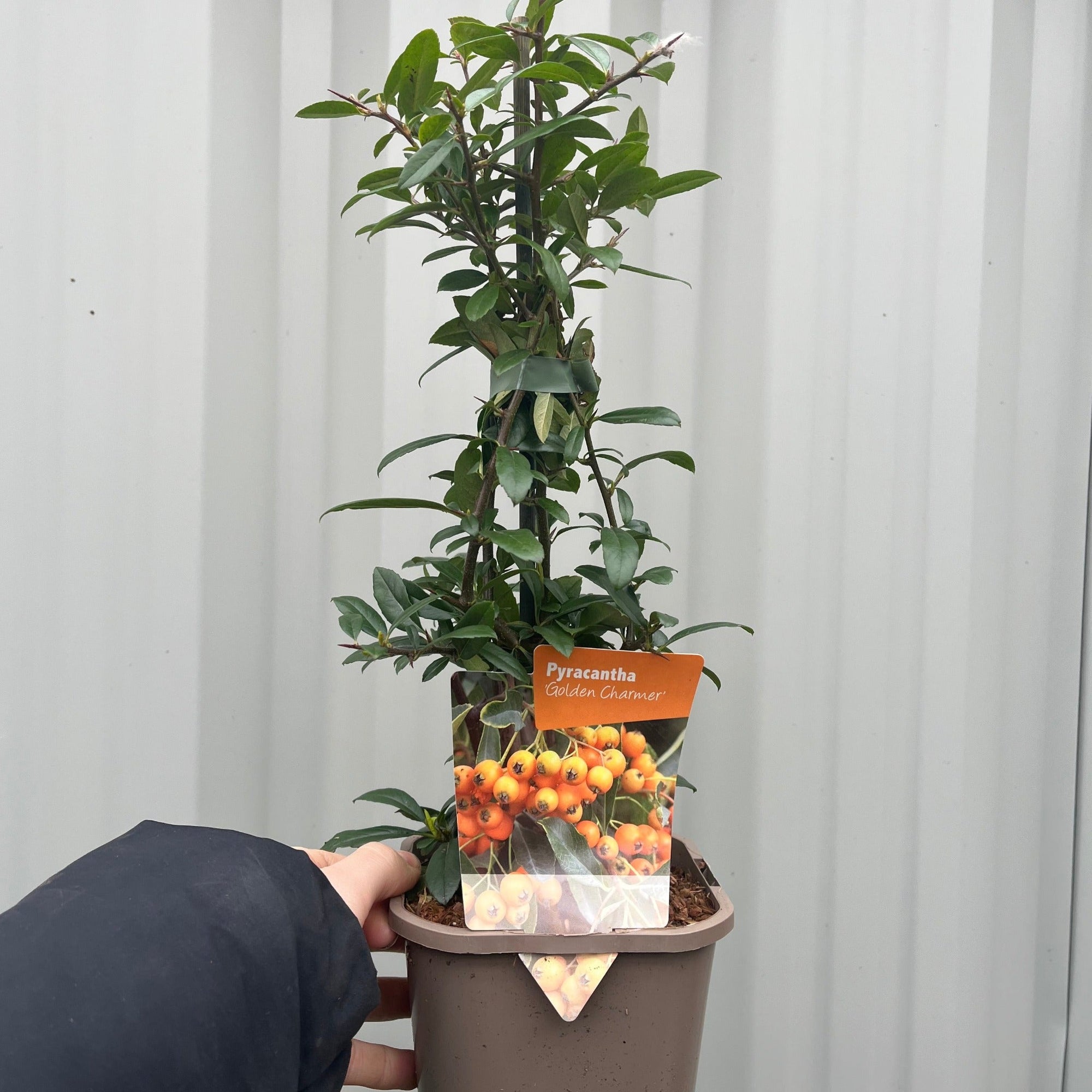 Pyracantha coccinea 'Golden Charmer' 1L  | S251652