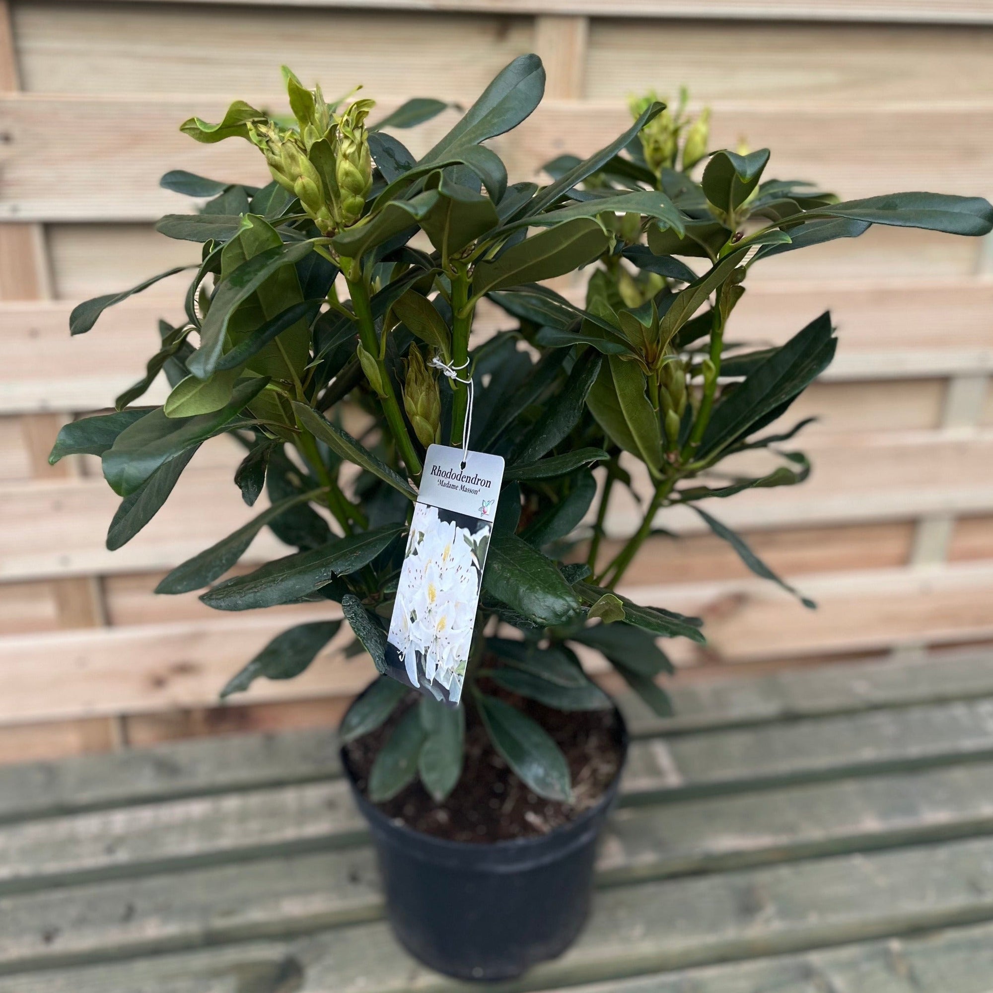 Evergreen Shrub Ready-Made Border  | S251840