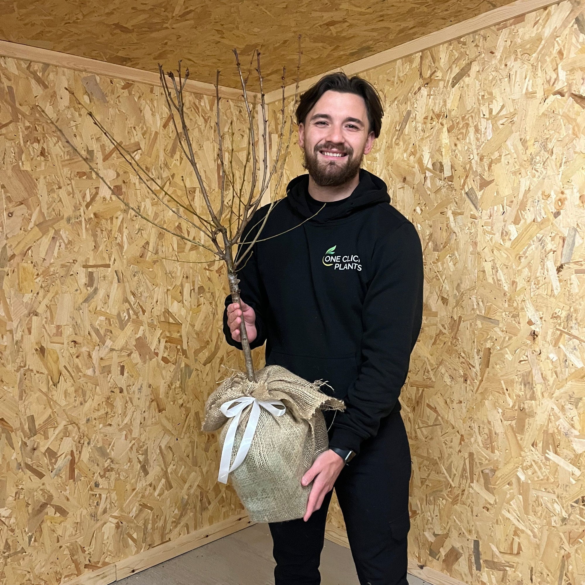 Ornamental Flowering Cherry Blossom Tree Dwarf - Incisa 'Cunera' 100-120cm  | S251593