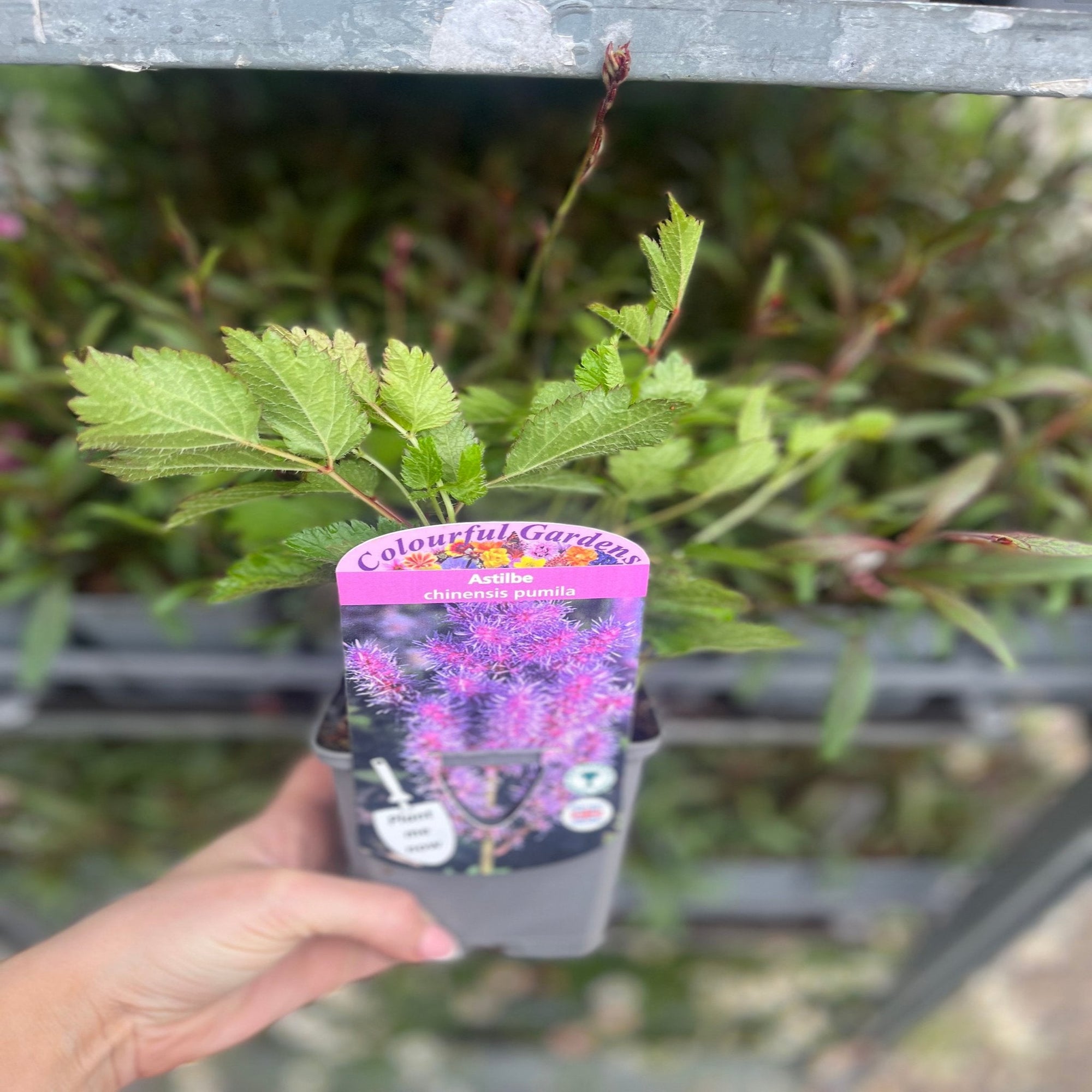 Astilbe chinensis pumila  9cm/2L  | S251627