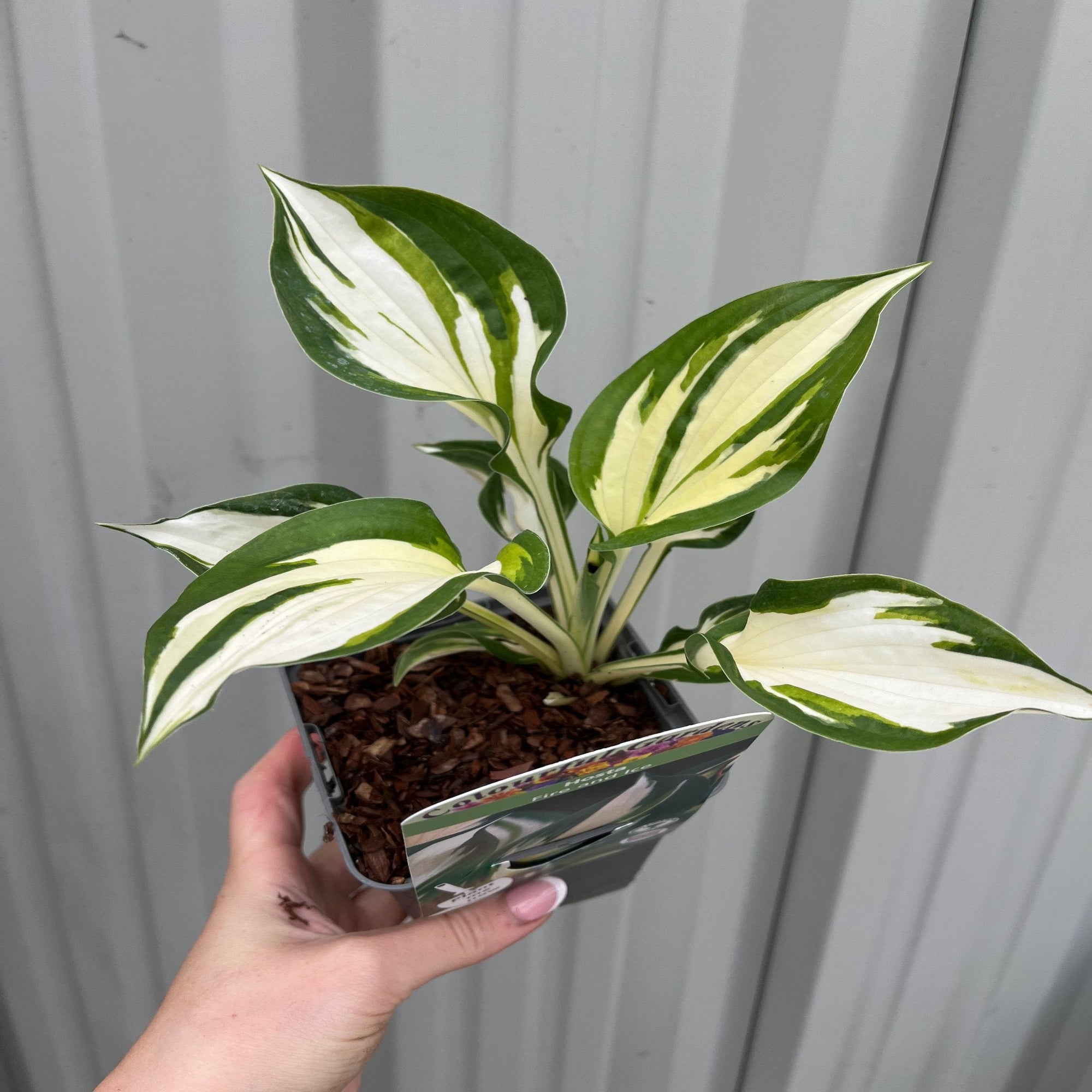 Hosta 'Fire and Ice' 9cm | S251793