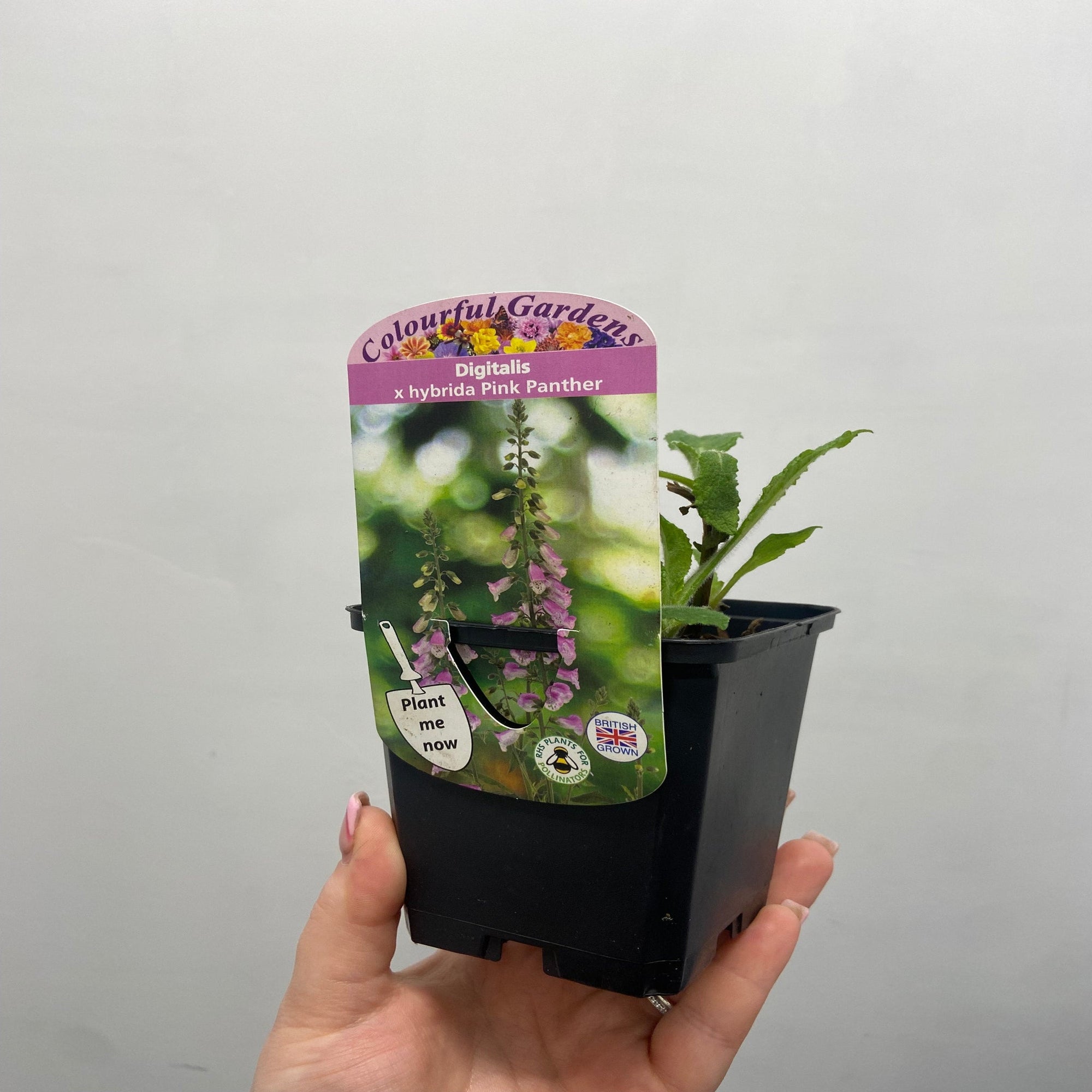 Digitalis 'Pink Panther' Foxglove (Two Sizes Available)  | S251616