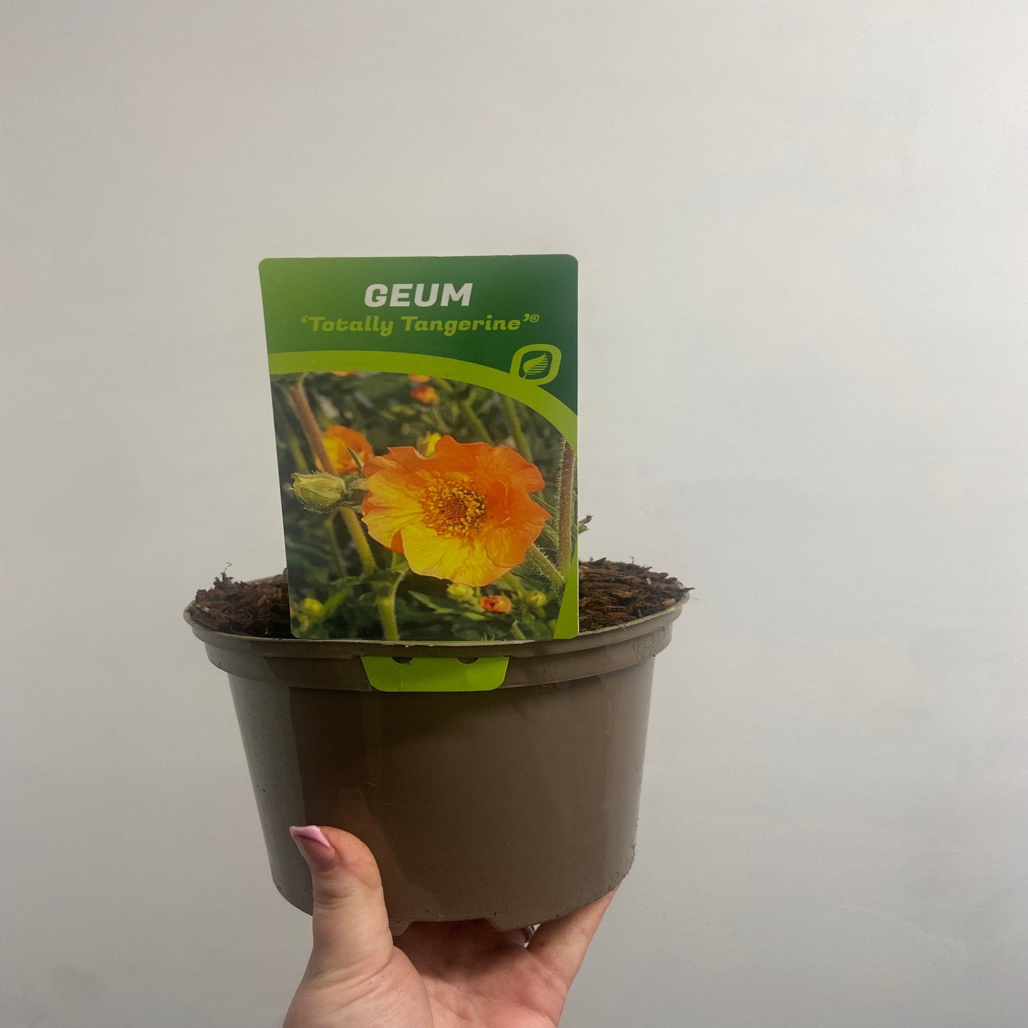 Geum 'Totally Tangerine' 2L | S251804