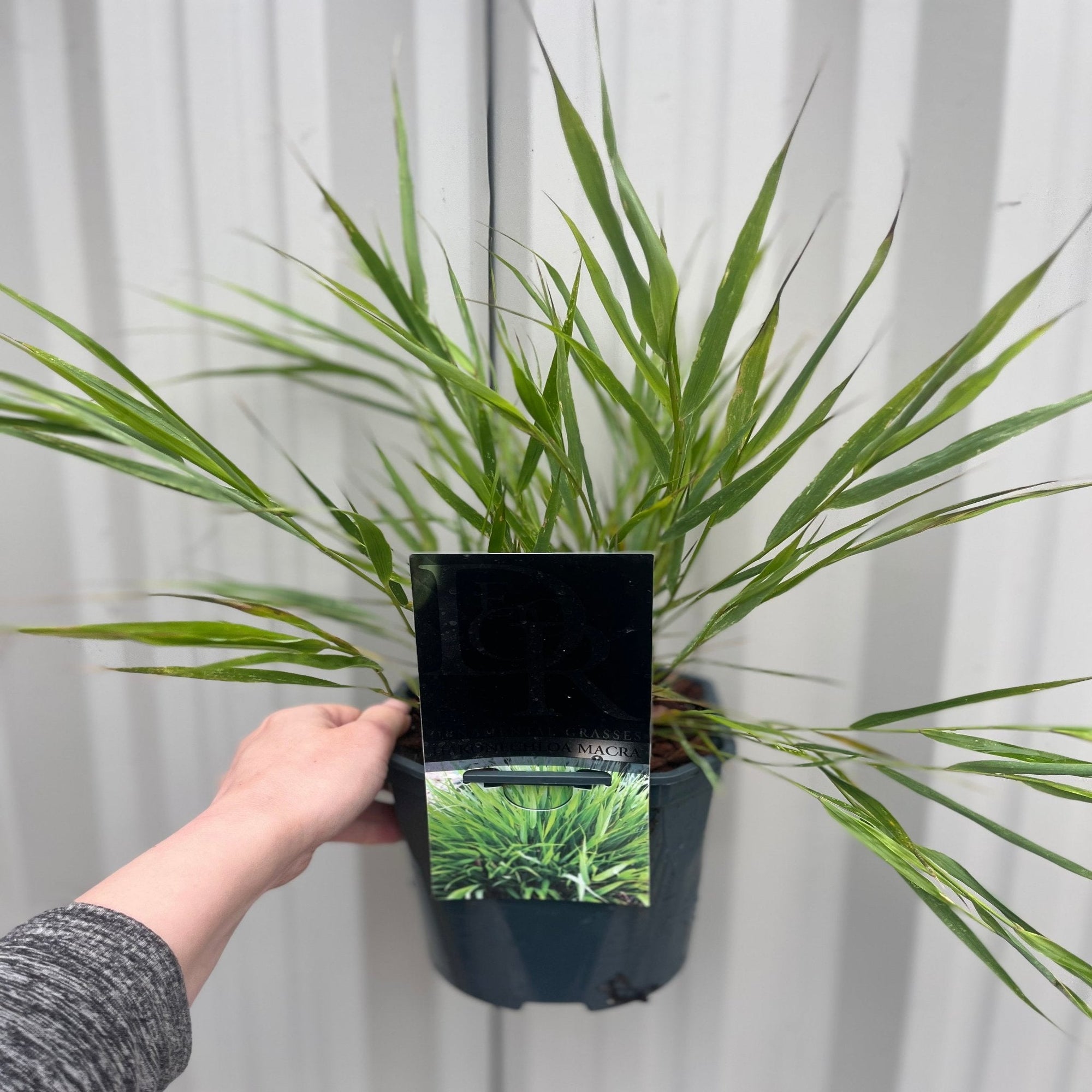 Hakonechloa macra Grass 9cm / 2L  | S251771