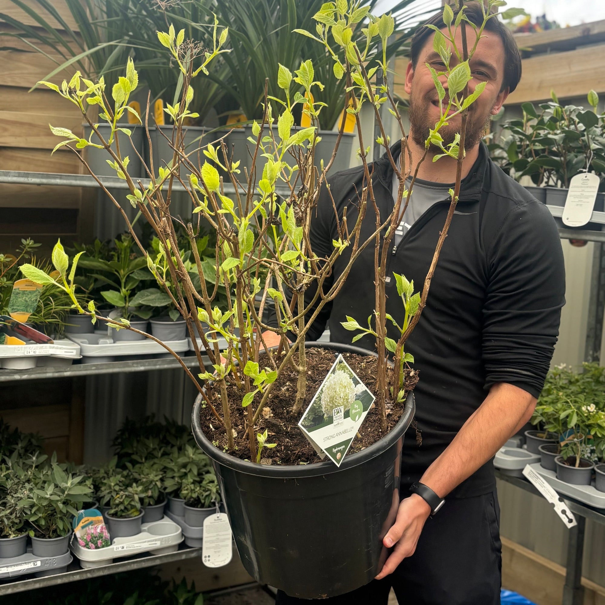 Hydrangea arborescens 'Incrediball' / 'Strong Annabelle' 3L / 5L / 7.5L / 10L / 20L  | S251756