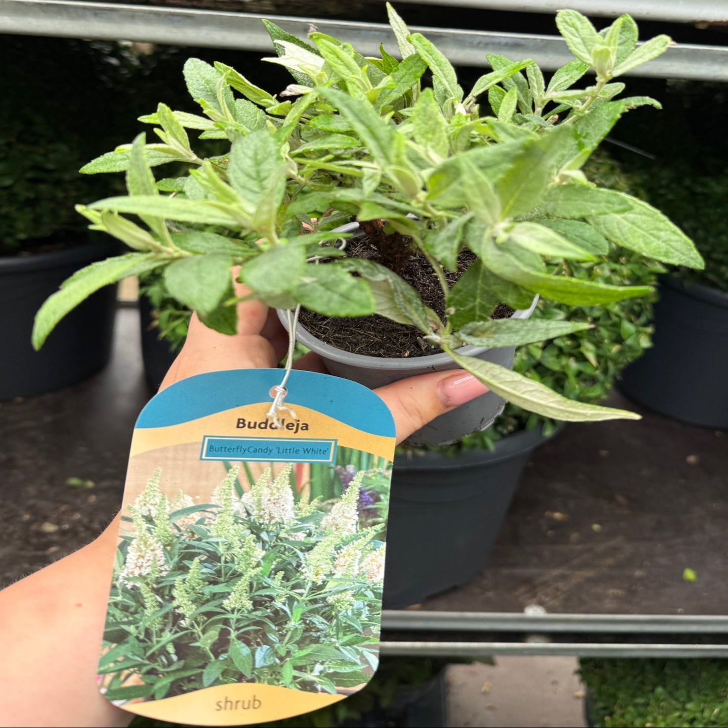 Buddleja Butterfly Candy 'Little White' 9cm/1L/3L  | S251618