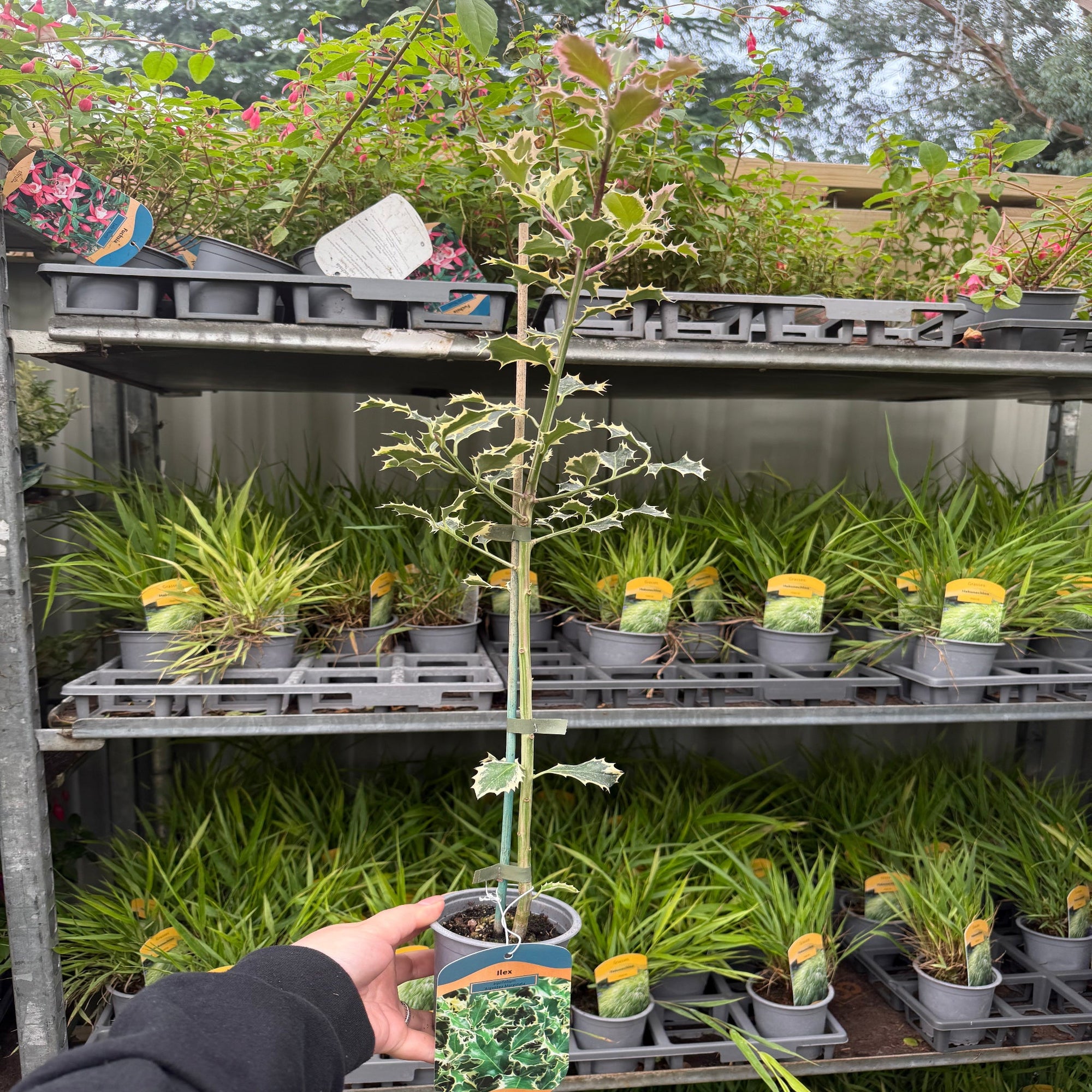 Ilex 'Argentea Marginata' Holly 9cm / 2L  | S251634