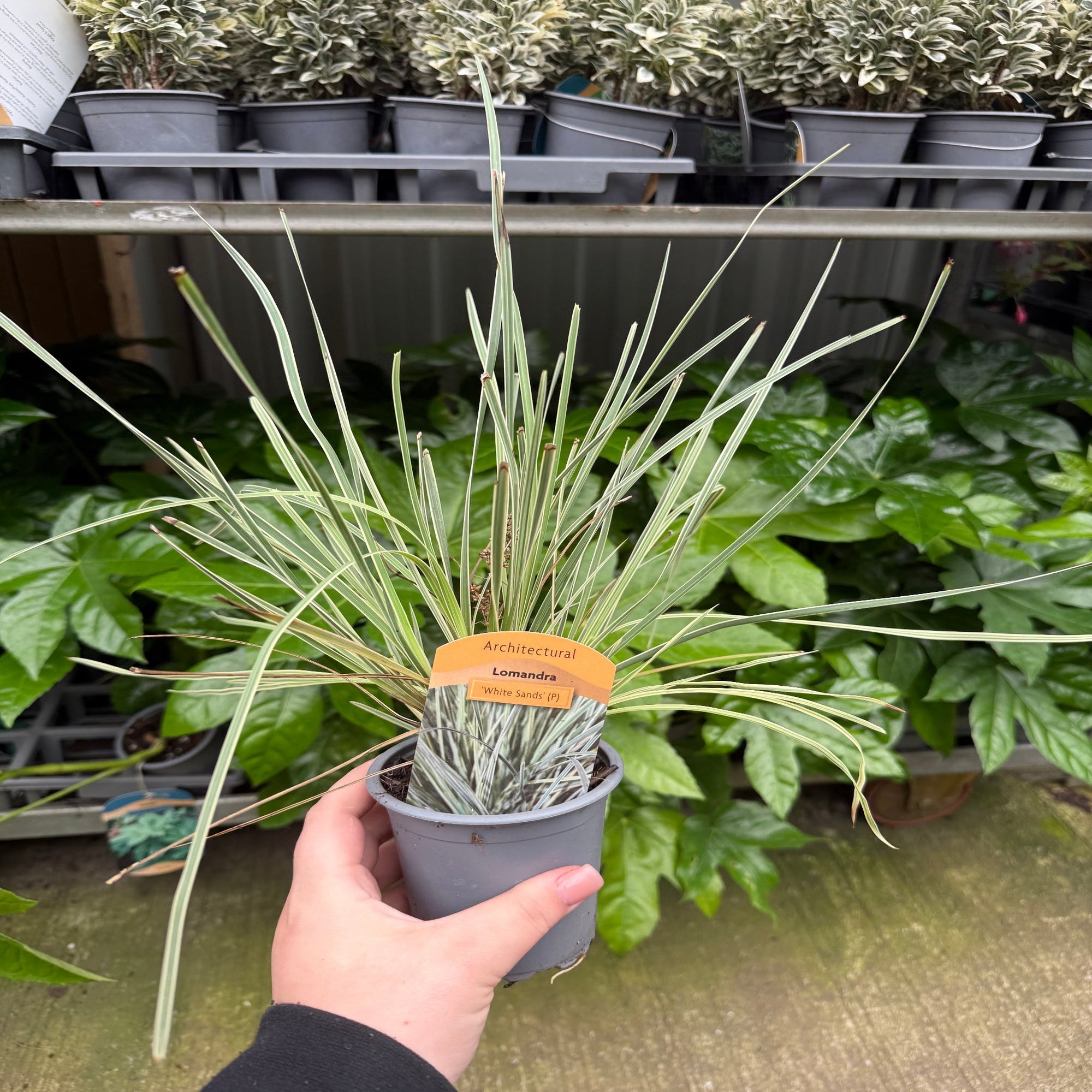 Lomandra longifolia 'White Sands' 9cm  | S25356 |
