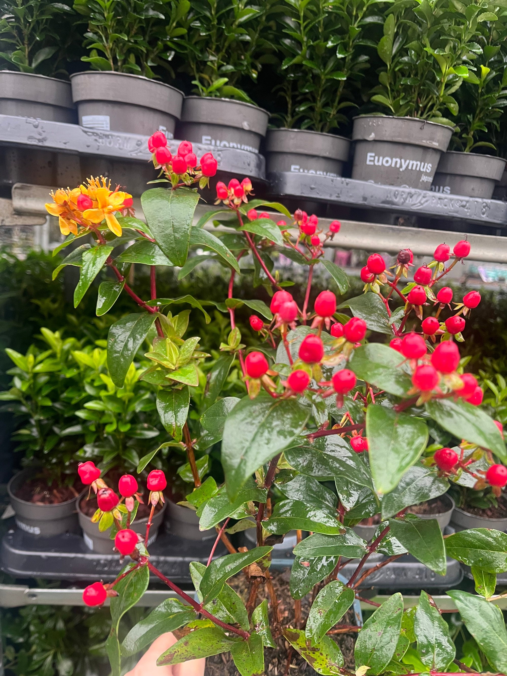 Hypericum 'Miracle Summer' 2L  | S25355 |