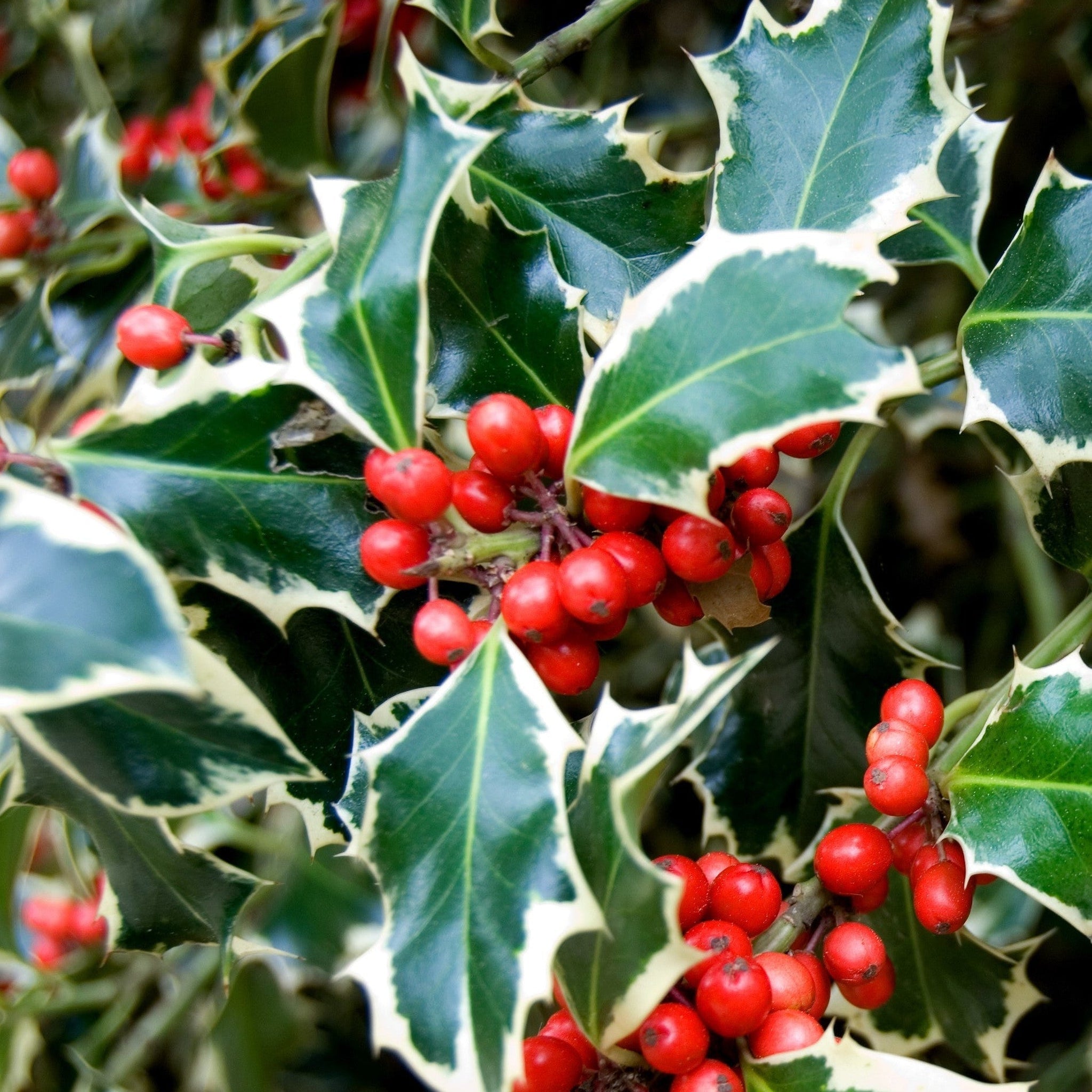 Ilex 'Argentea Marginata' Holly 9cm / 2L  | S251634