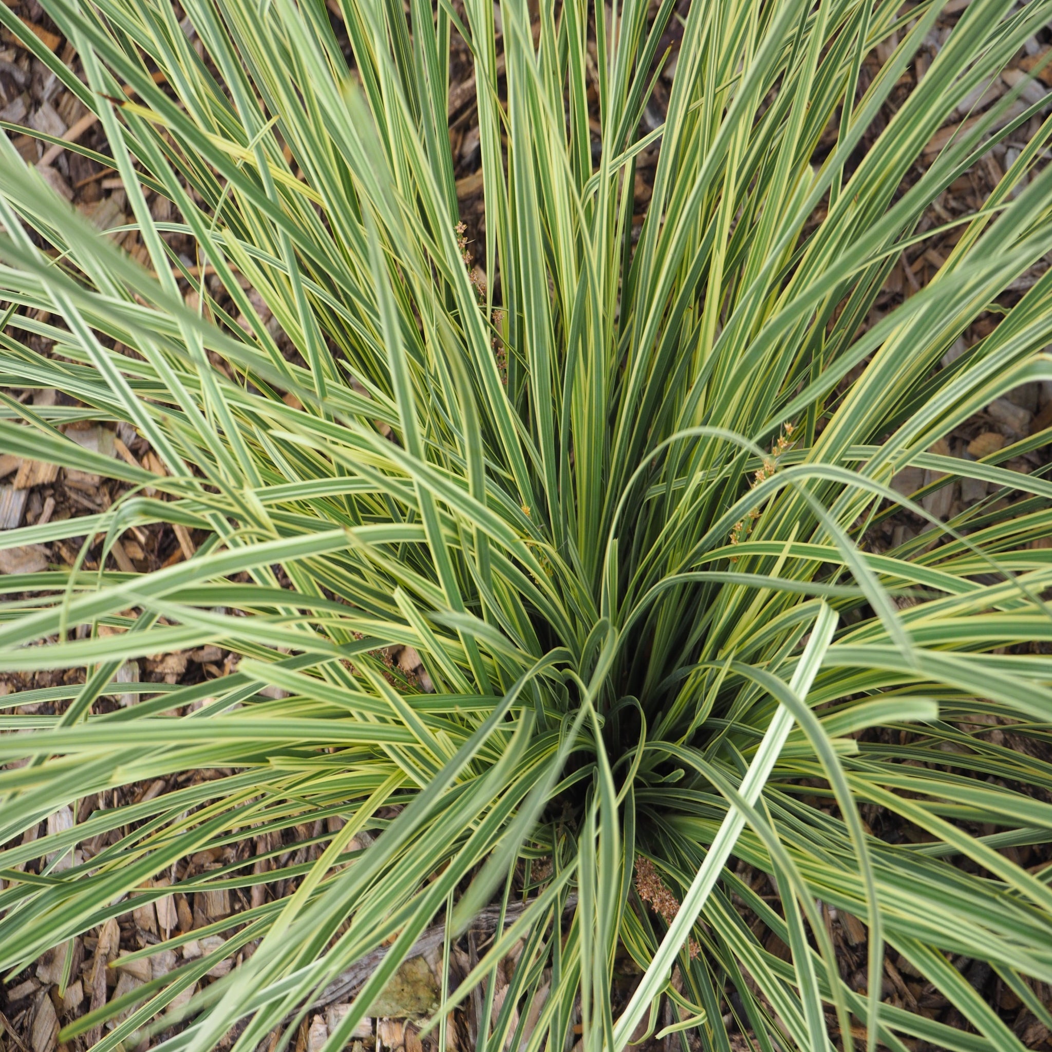 Lomandra longifolia 'White Sands' 9cm  | S25356 |