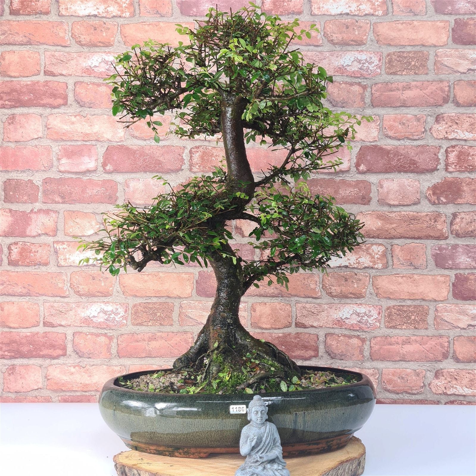 Large Chinese Elm (Ulmus Parvifolia) Bonsai Tree | Shaped | In 35cm Pot  | S251961