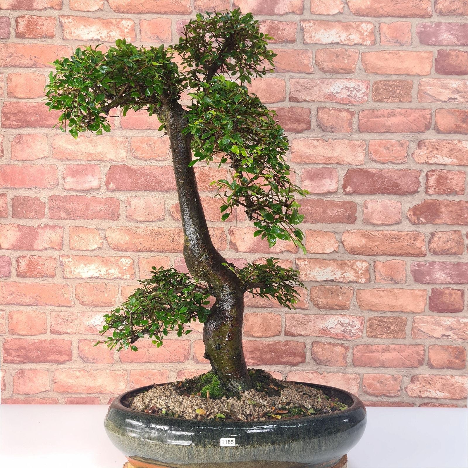 Large Chinese Elm (Ulmus Parvifolia) Bonsai Tree | Shaped | In 35cm Pot  | S251961