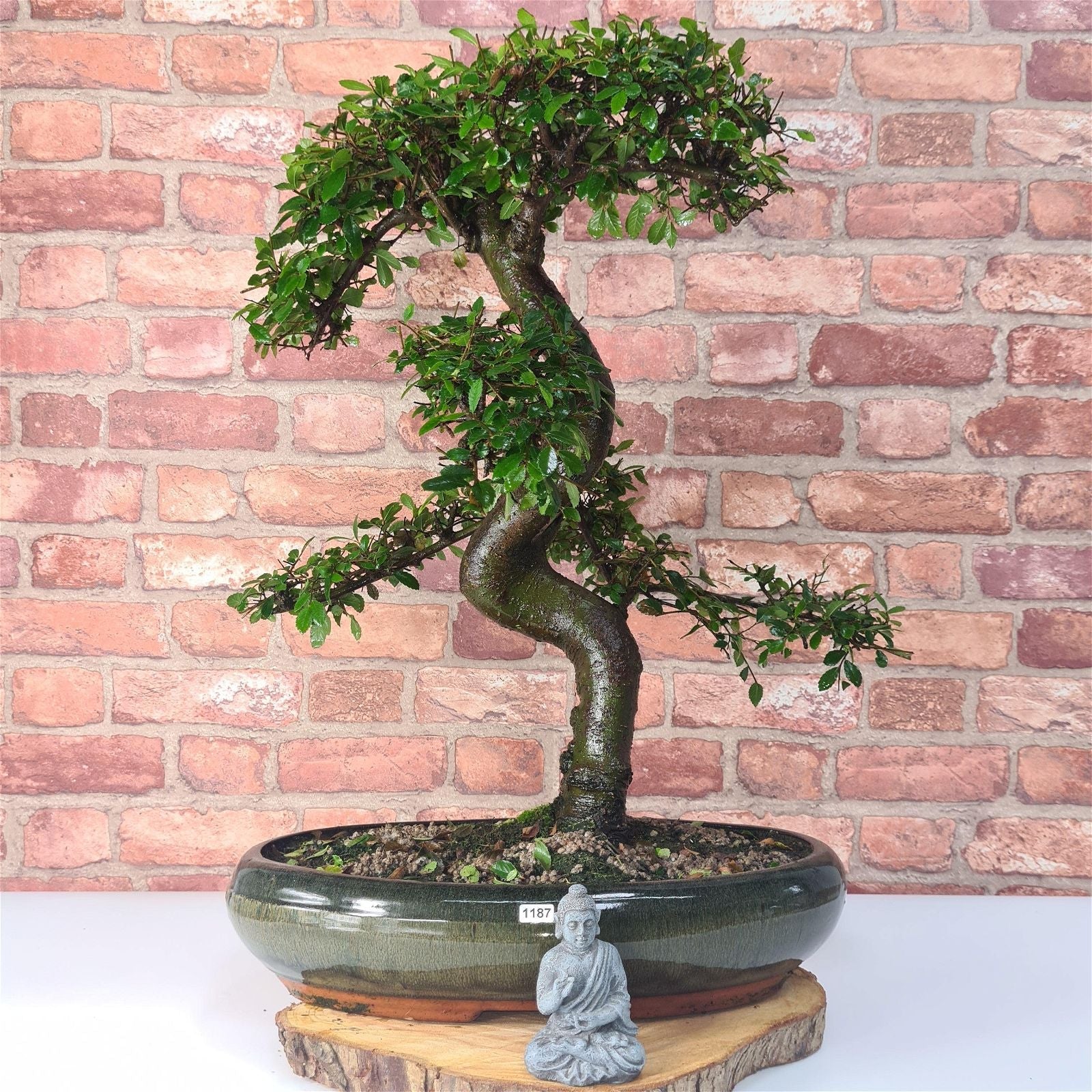 Large Chinese Elm (Ulmus Parvifolia) Bonsai Tree | Shaped | In 35cm Pot  | S251961