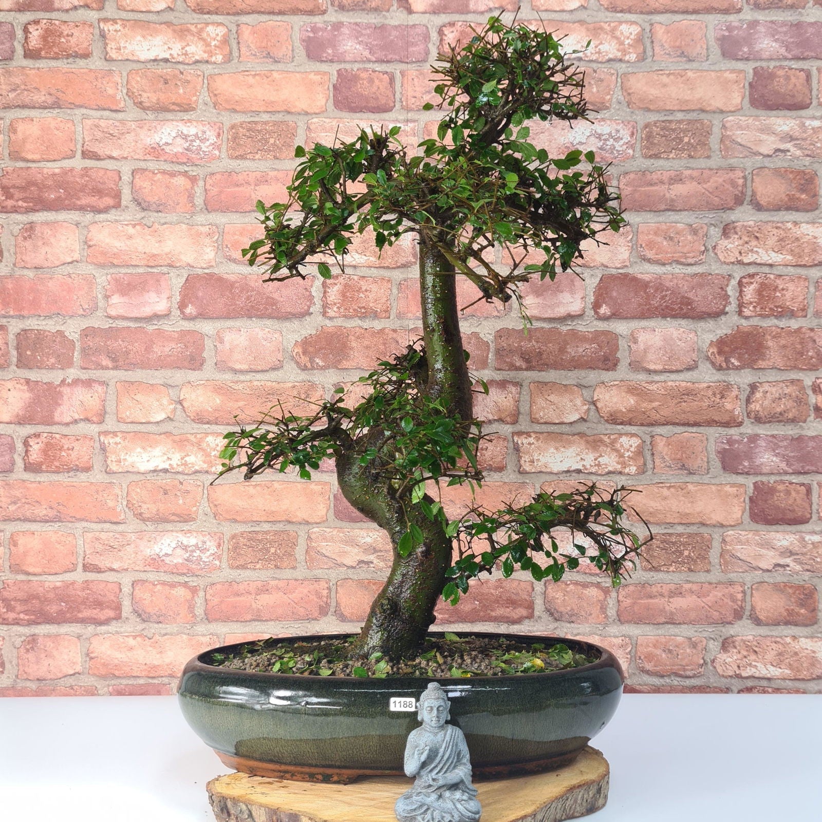 Large Chinese Elm (Ulmus Parvifolia) Bonsai Tree | Shaped | In 35cm Pot  | S251961