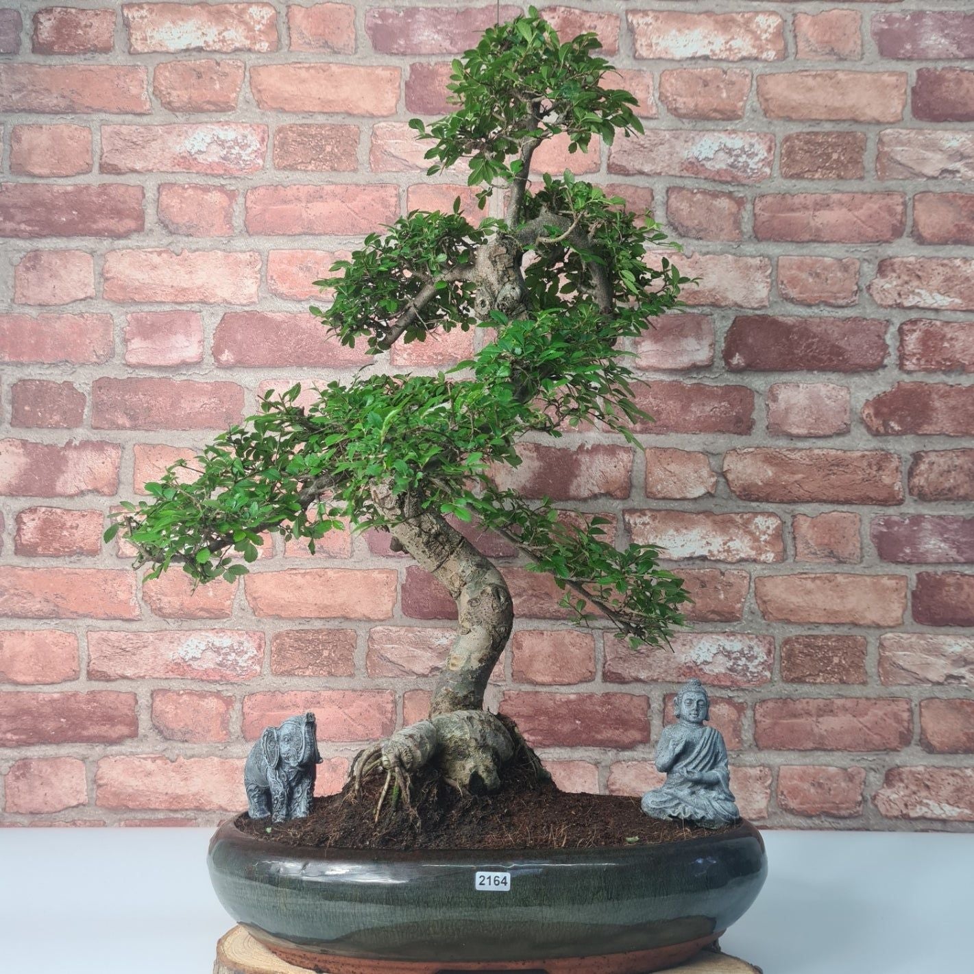 Large Chinese Elm (Ulmus Parvifolia) Bonsai Tree | Shaped | In 35cm Pot  | S251961
