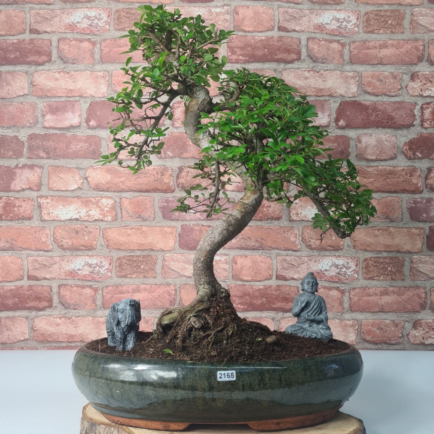 Large Chinese Elm (Ulmus Parvifolia) Bonsai Tree | Shaped | In 35cm Pot  | S251961