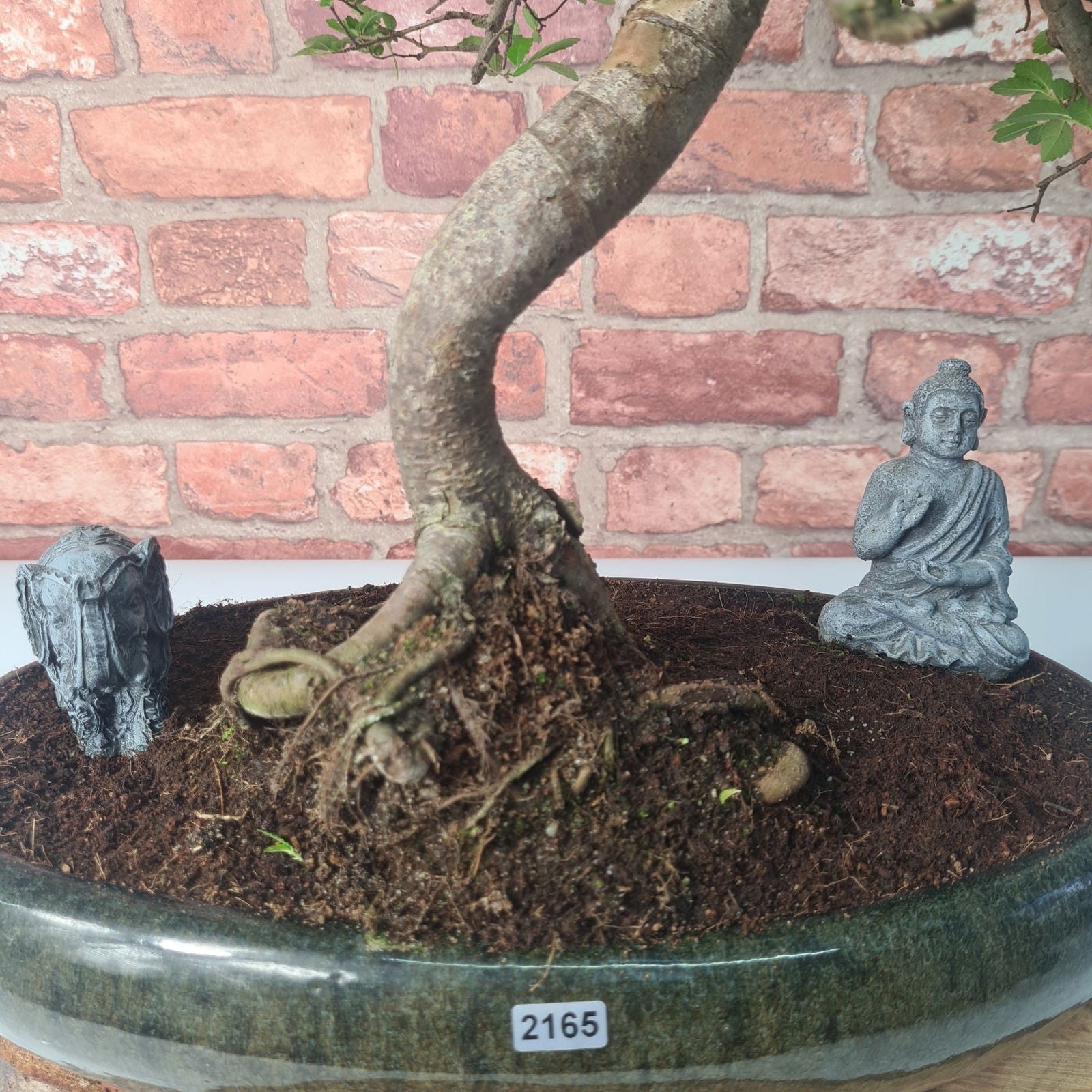 Large Chinese Elm (Ulmus Parvifolia) Bonsai Tree | Shaped | In 35cm Pot  | S251961