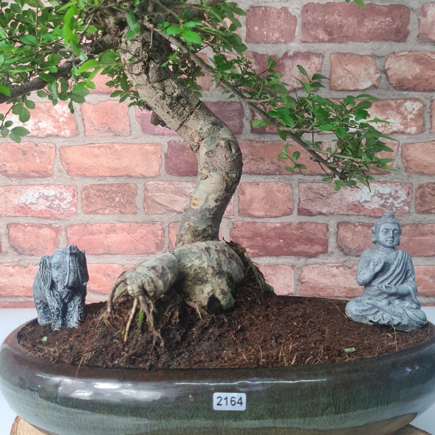 Large Chinese Elm (Ulmus Parvifolia) Bonsai Tree | Shaped | In 35cm Pot  | S251961