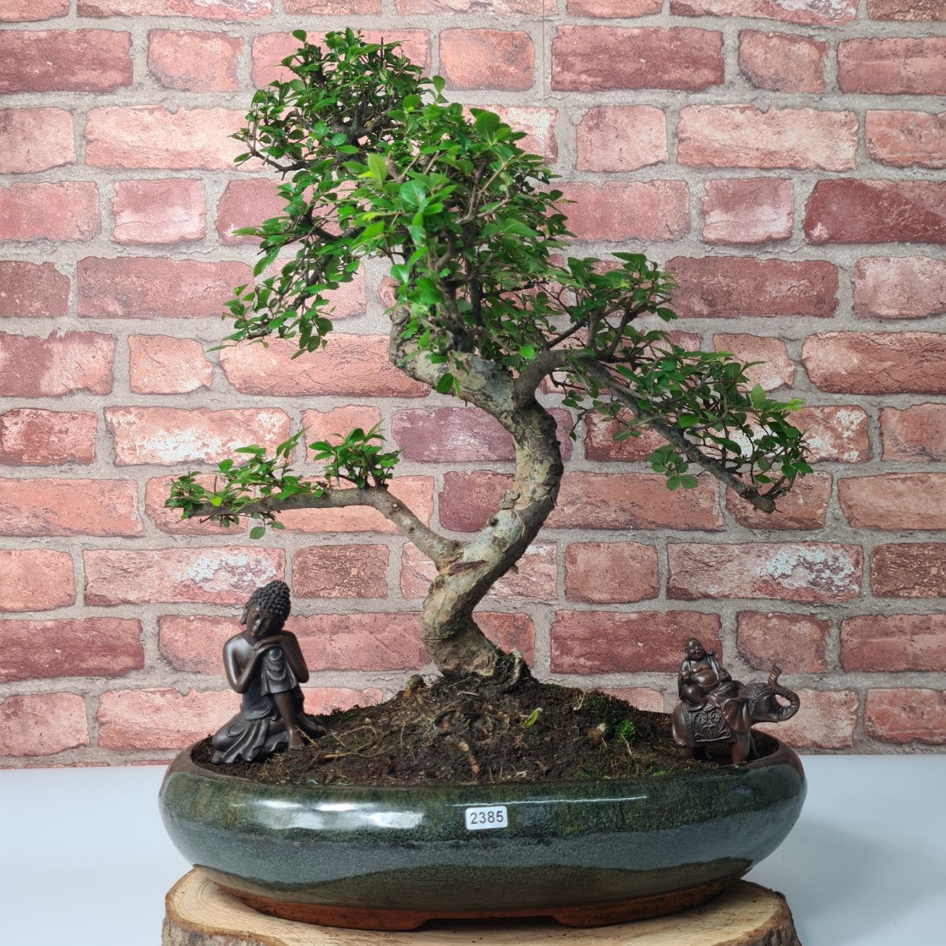 Large Chinese Elm (Ulmus Parvifolia) Bonsai Tree | Shaped | In 35cm Pot  | S251961