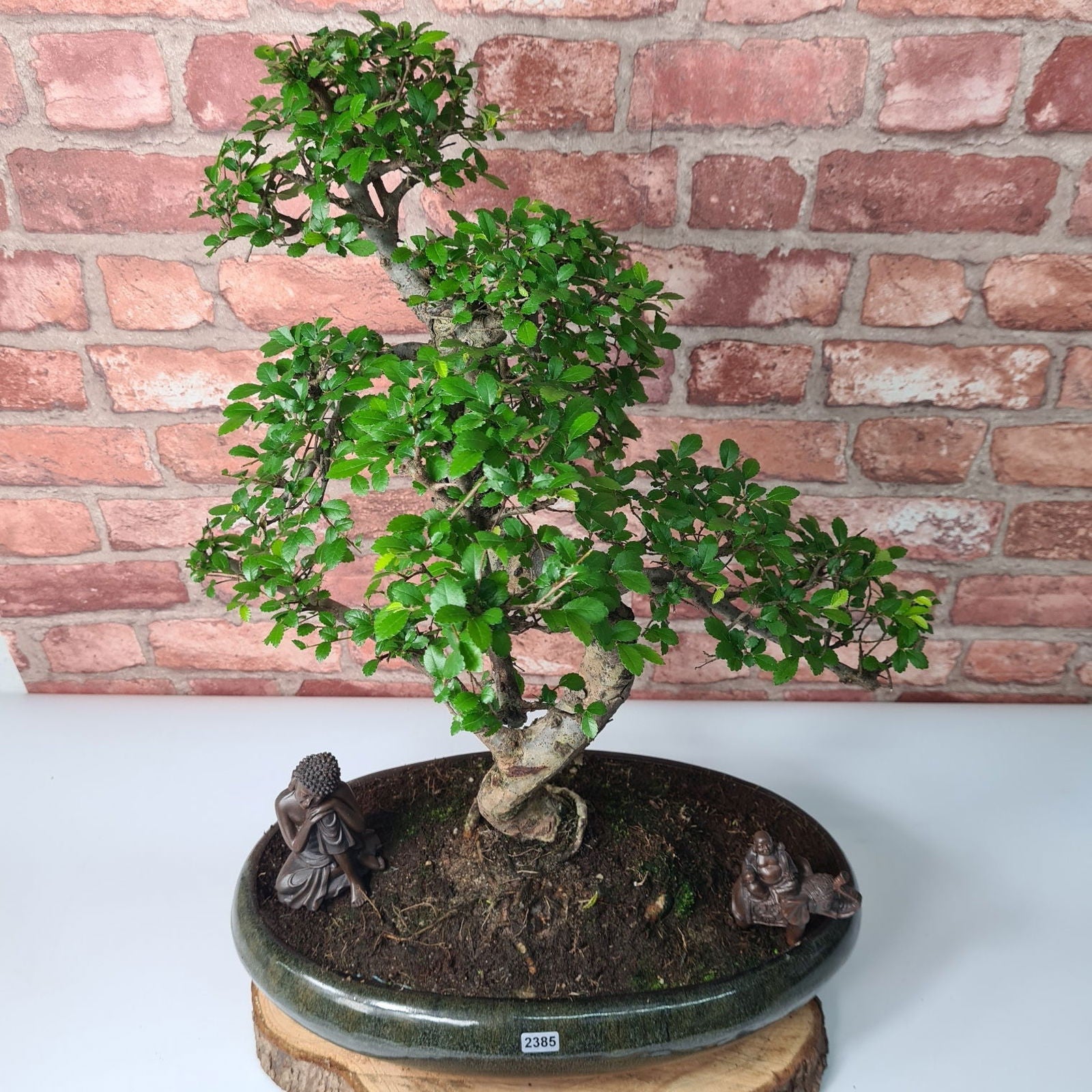Large Chinese Elm (Ulmus Parvifolia) Bonsai Tree | Shaped | In 35cm Pot  | S251961