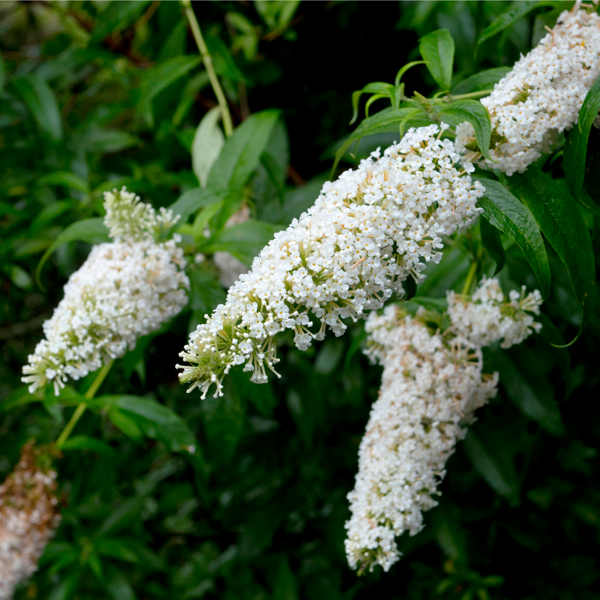 Buddleja Butterfly Candy 'Little White' 9cm/1L/3L  | S251618