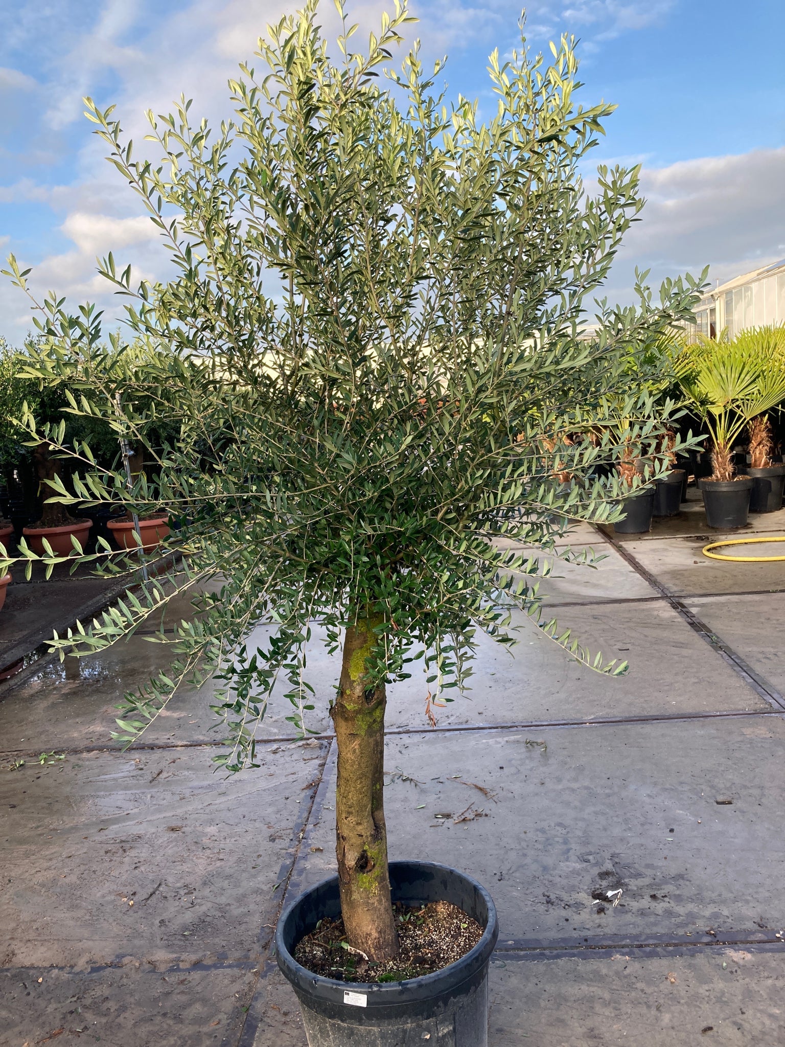 Olive Tree 45L 1.5-1.8m + Teracotta Pot + Soil + Gravel | S251811