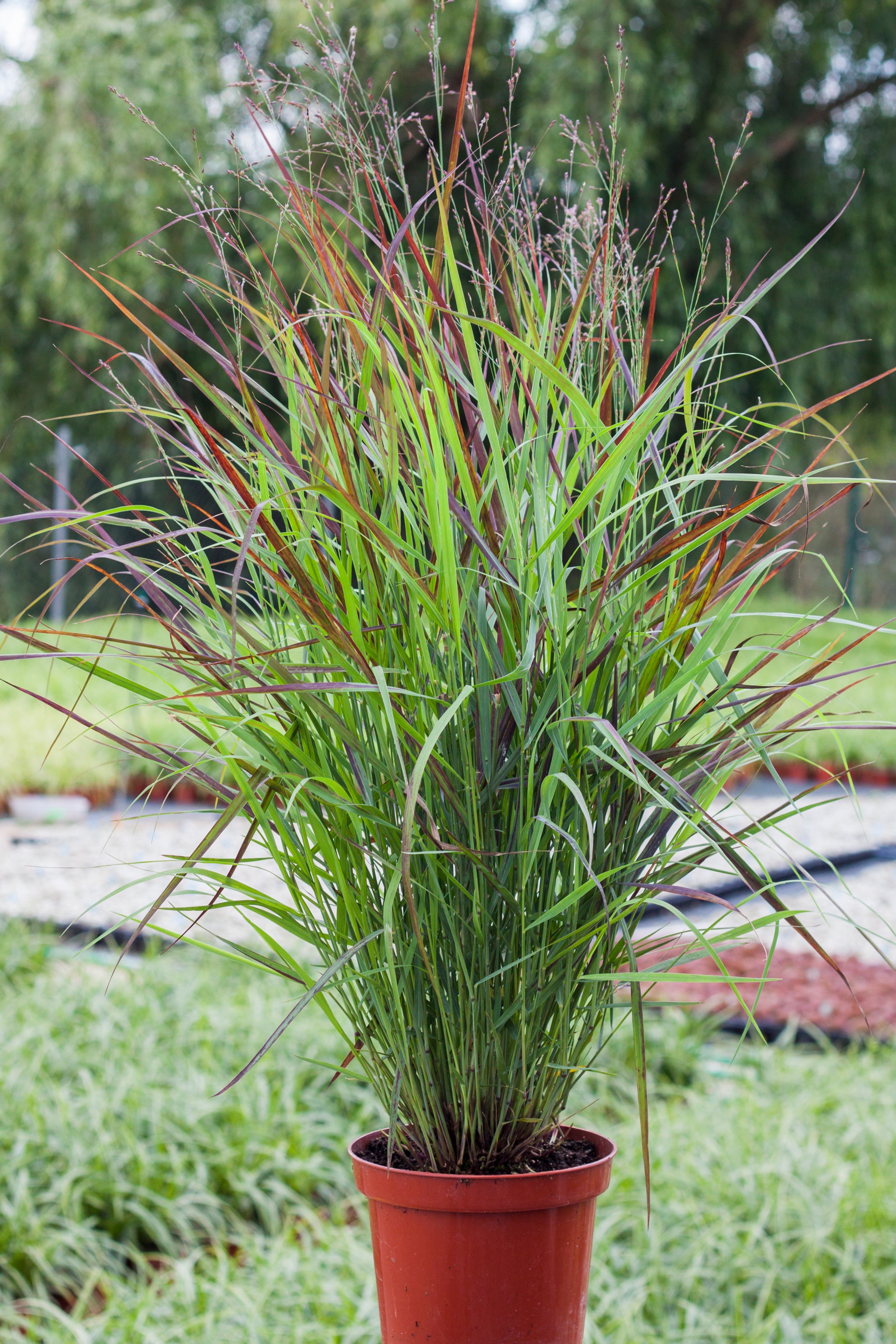 Panicum virgatum 'Shenandoah' 9cm  | S25357 |