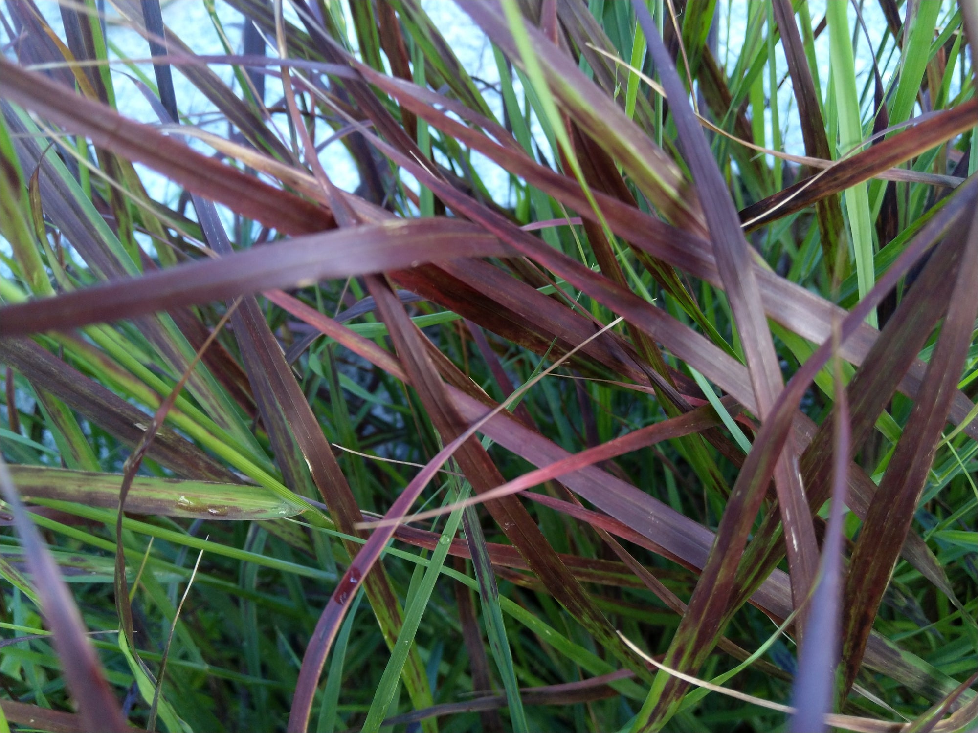 Panicum virgatum 'Shenandoah' 9cm  | S25357 |