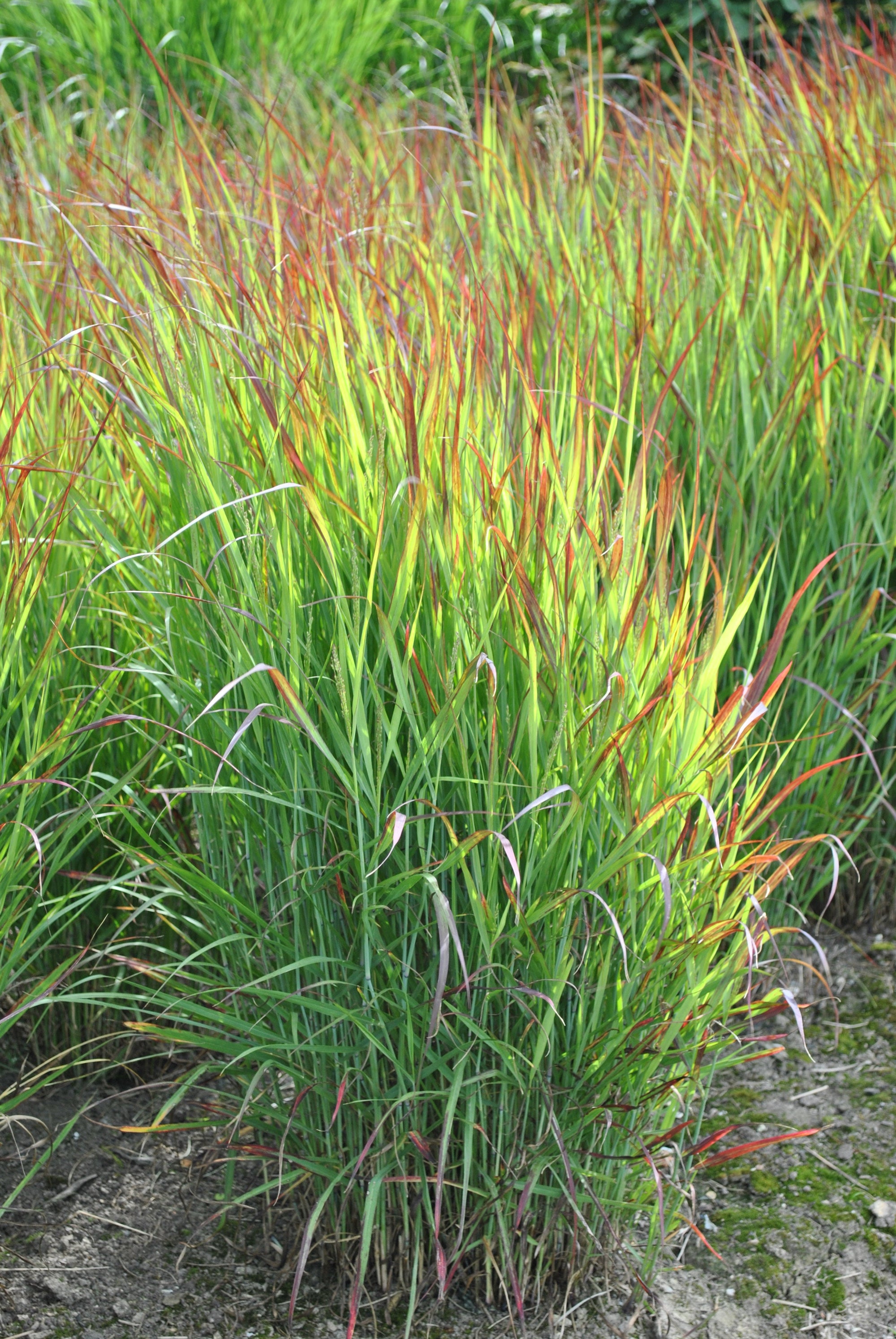 Panicum virgatum 'Shenandoah' 9cm  | S25357 |