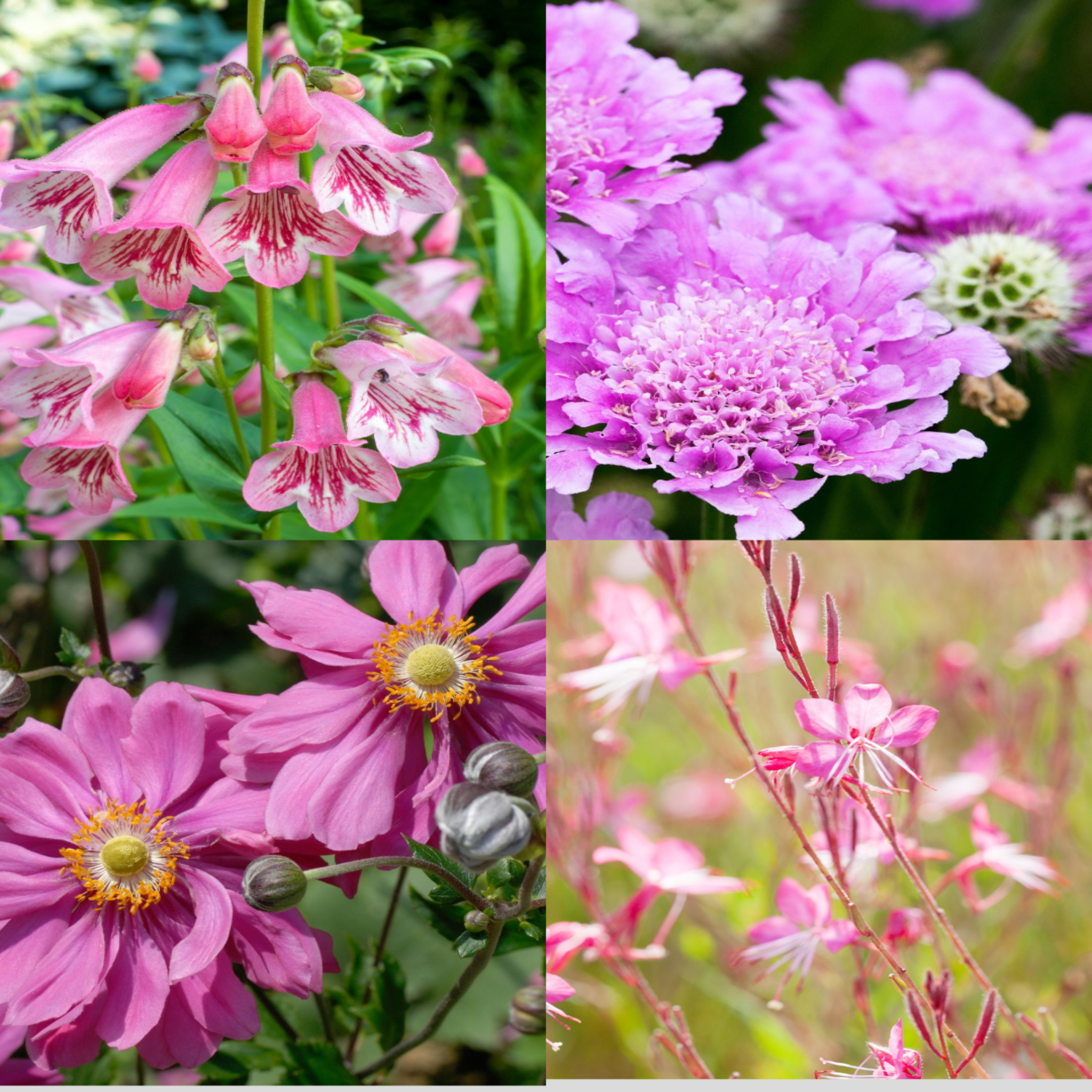 4 x Pink Flowering Perennials – 9cm Pots