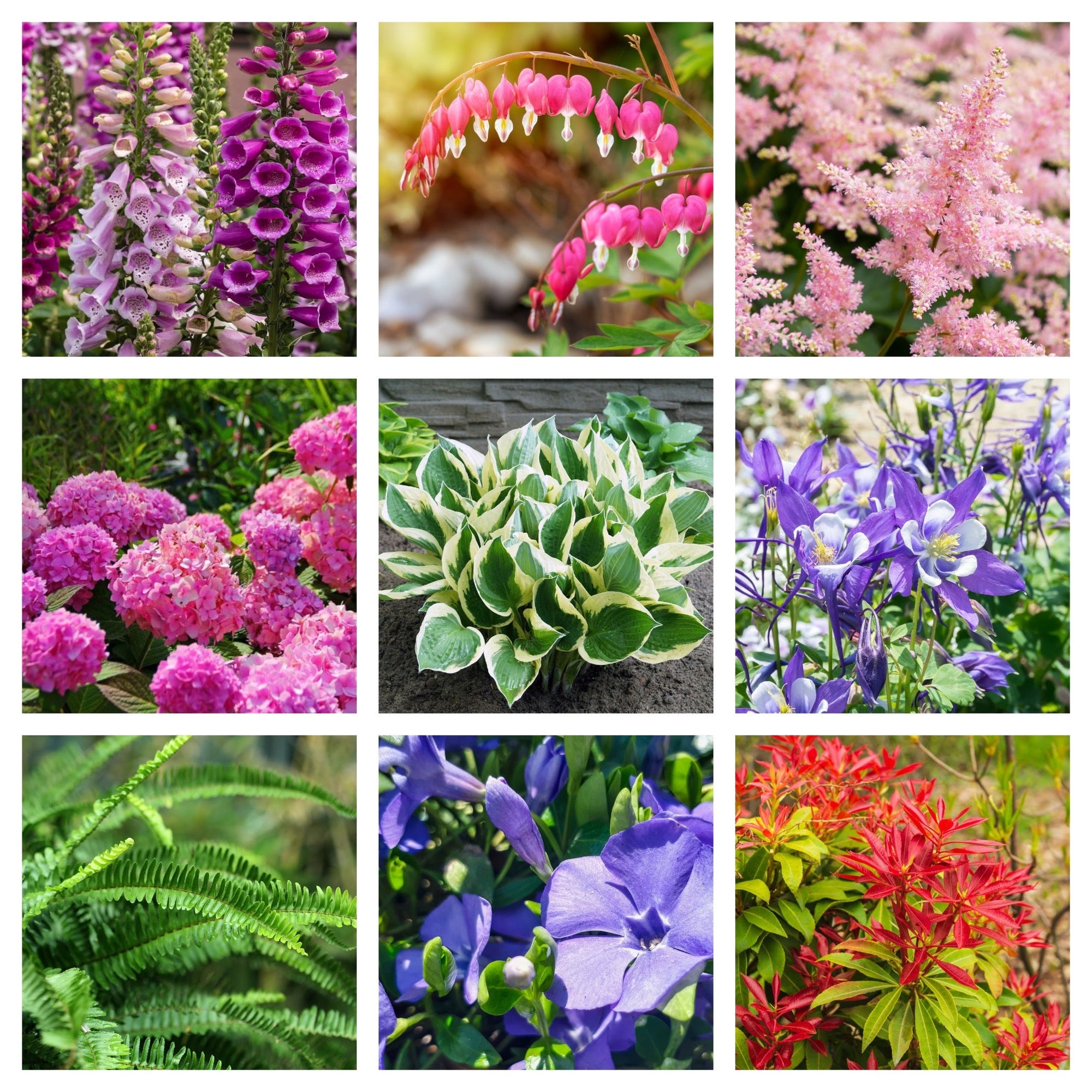 Our Hand Picked Selection of Shade Tolerant Plants  | S251611