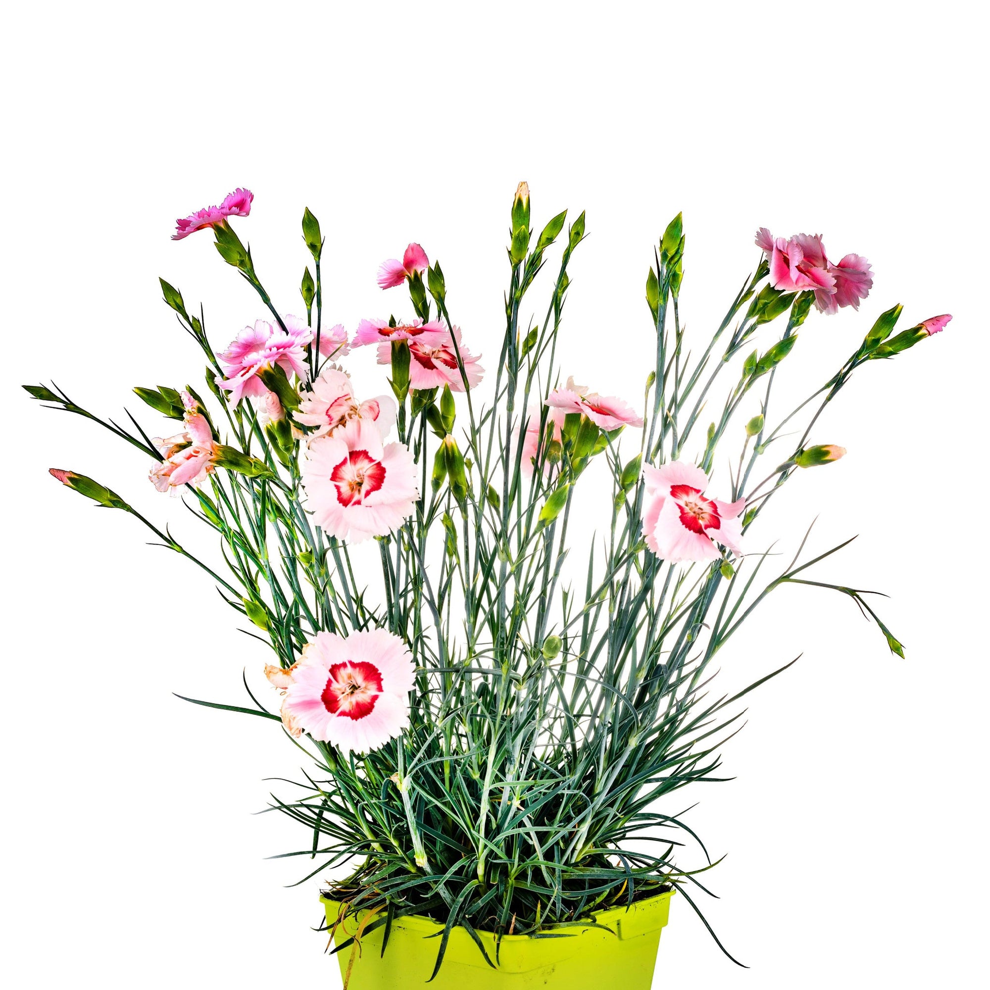 Dianthus x allwoodii 'Tequila Sunrise' 9cm | S251797