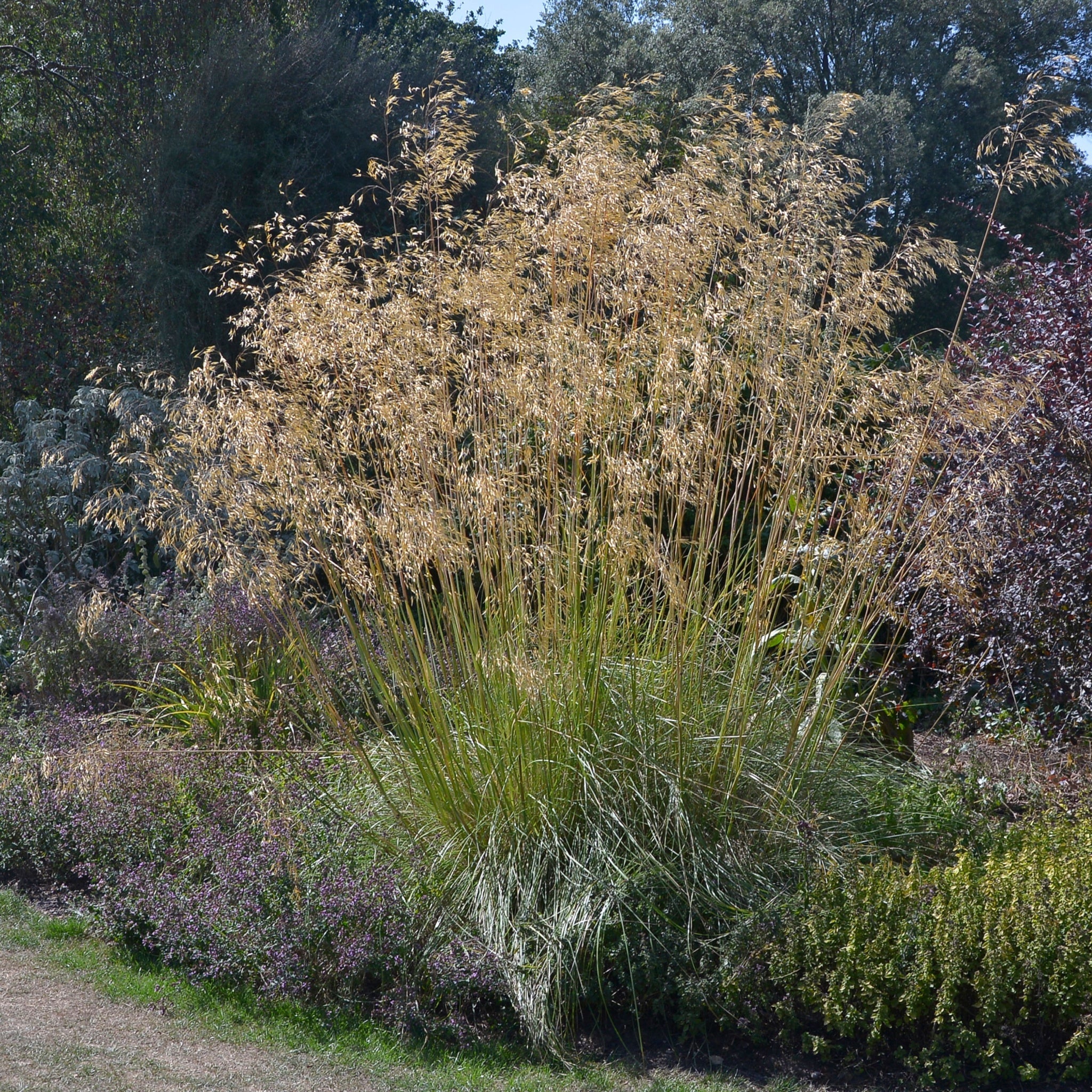 Stipa gigantea (Golden Oats) 9cm / 3L  | S25359 |