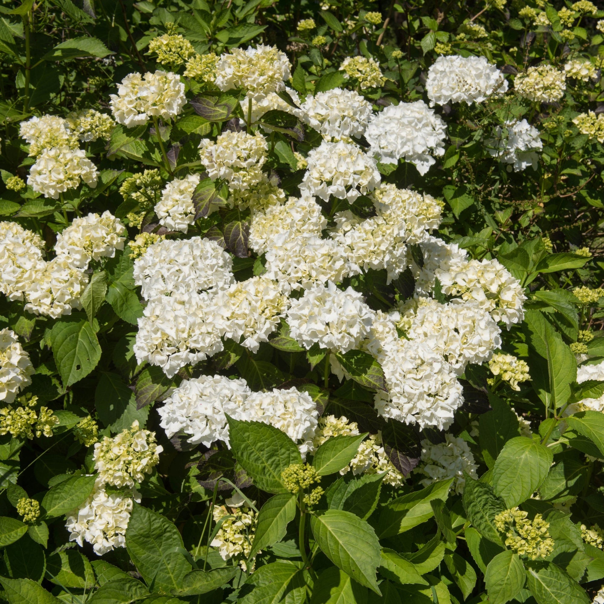 Hydrangea macrophylla 'Madame Emile Mouillere'  9 | S25363 |cm