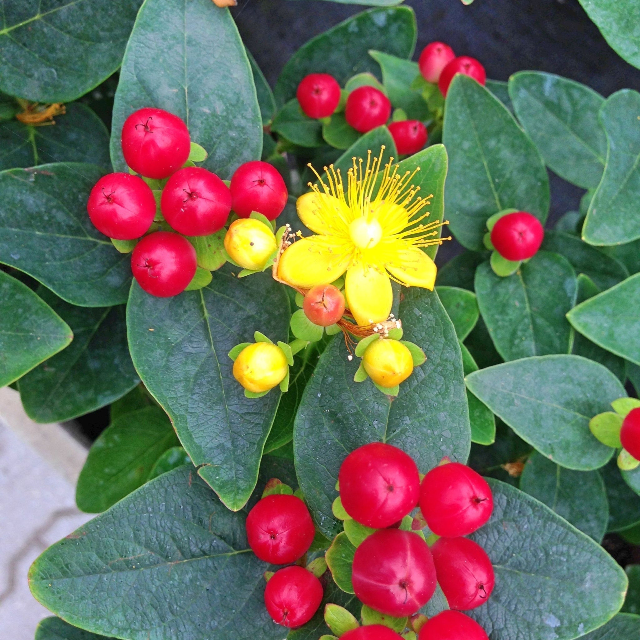 Hypericum 'Miracle Summer' 2L  | S25355 |