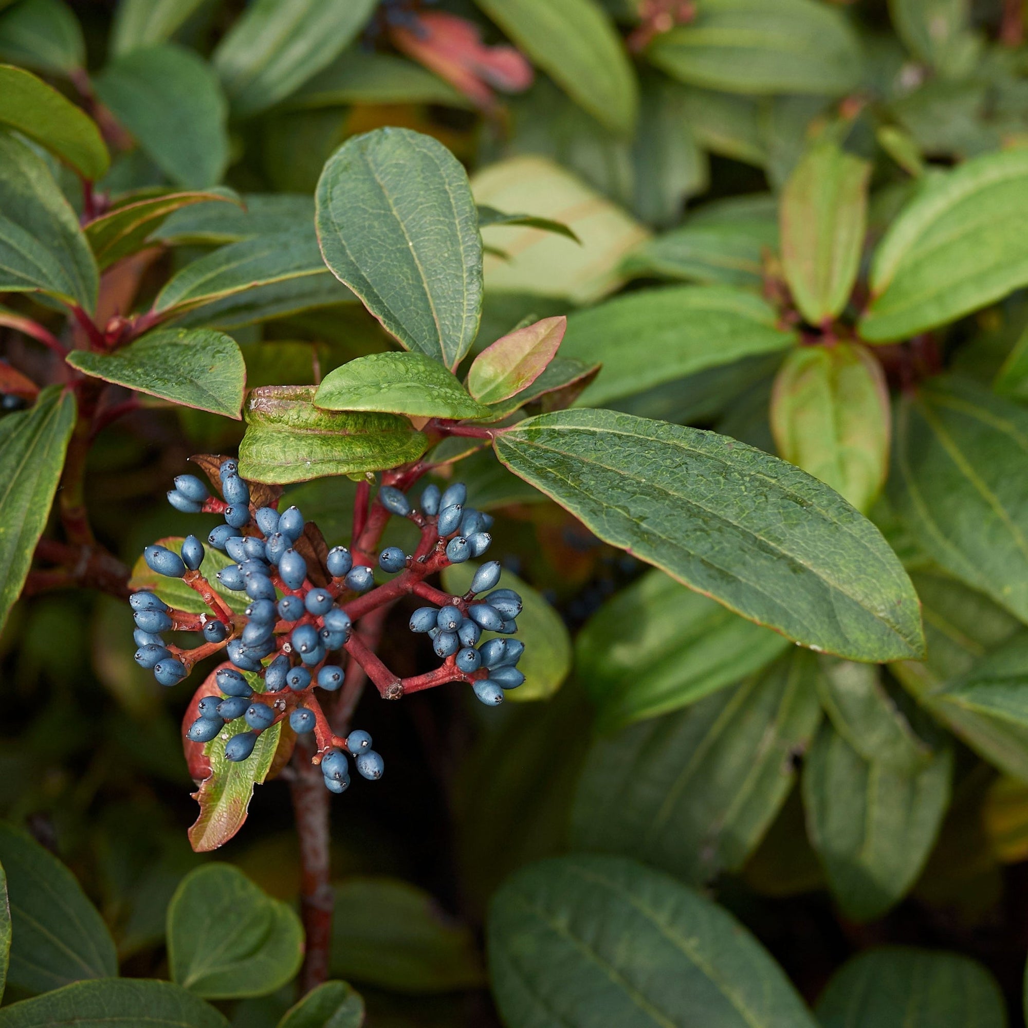 Viburnum davidii 9cm  | S25366 |