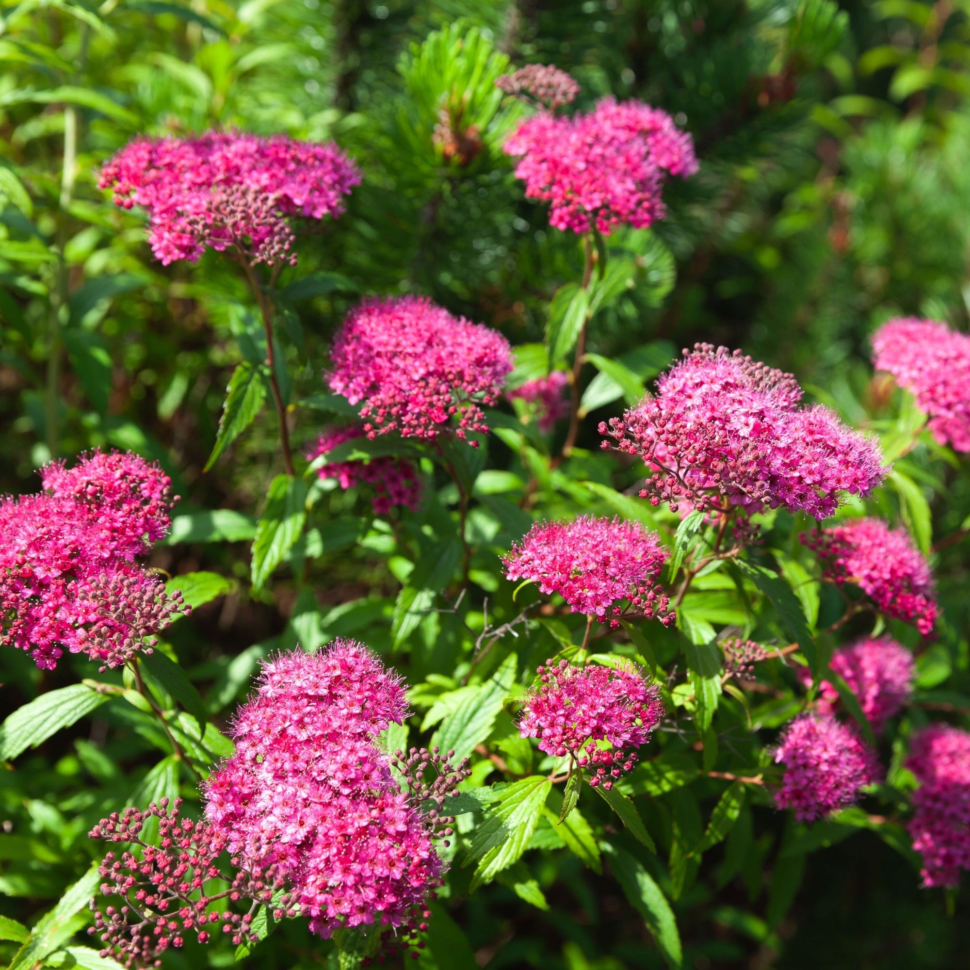 Spiraea Double Play 'Artist' 3L  | S251842