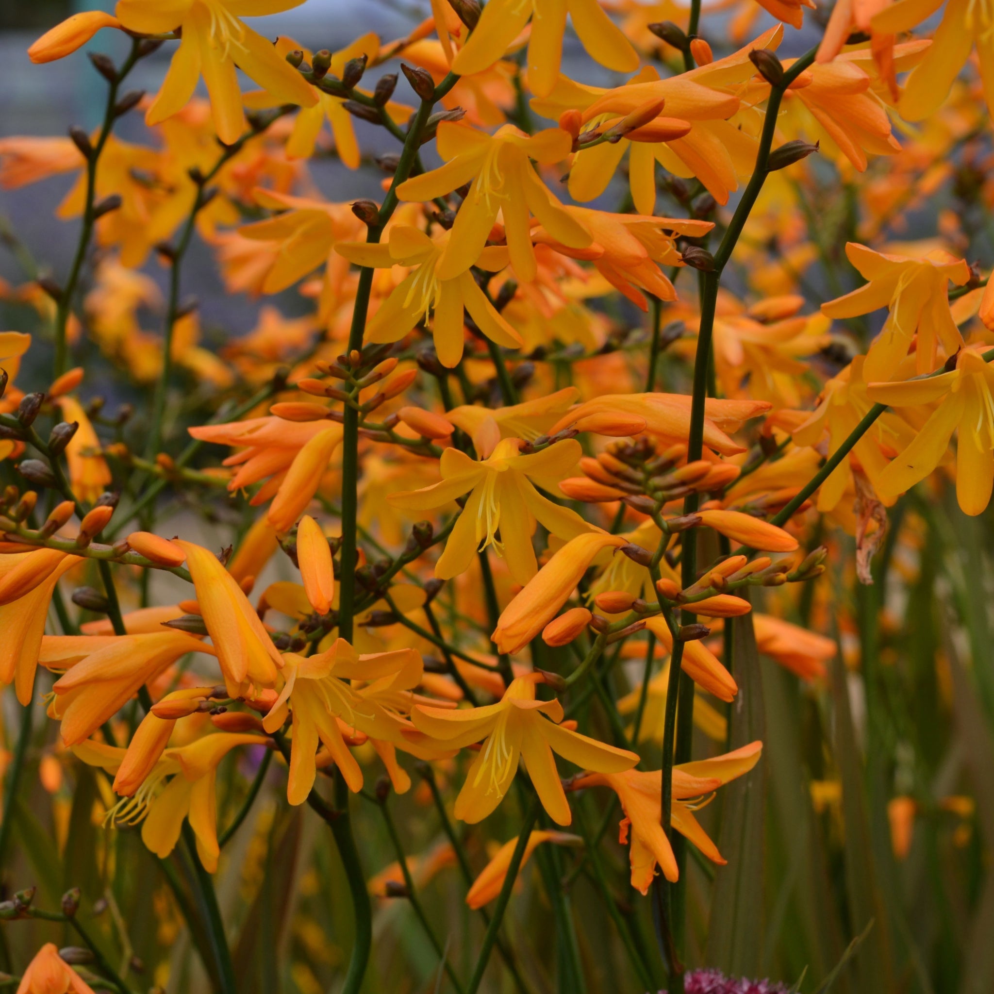Crocosmia × crocosmiiflora 'George Davidson' 9cm   | S251661