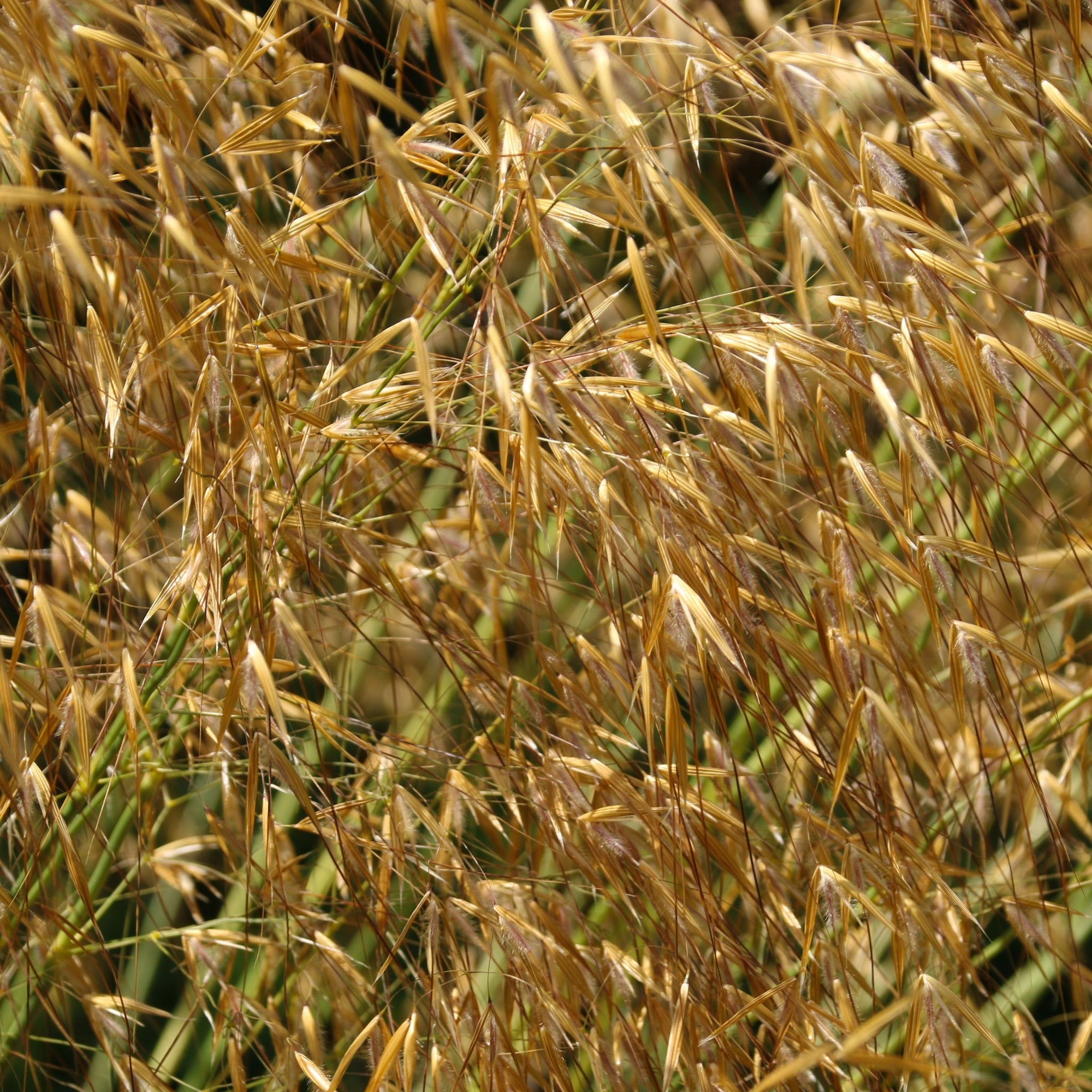 Stipa gigantea (Golden Oats) 9cm / 3L  | S25359 |