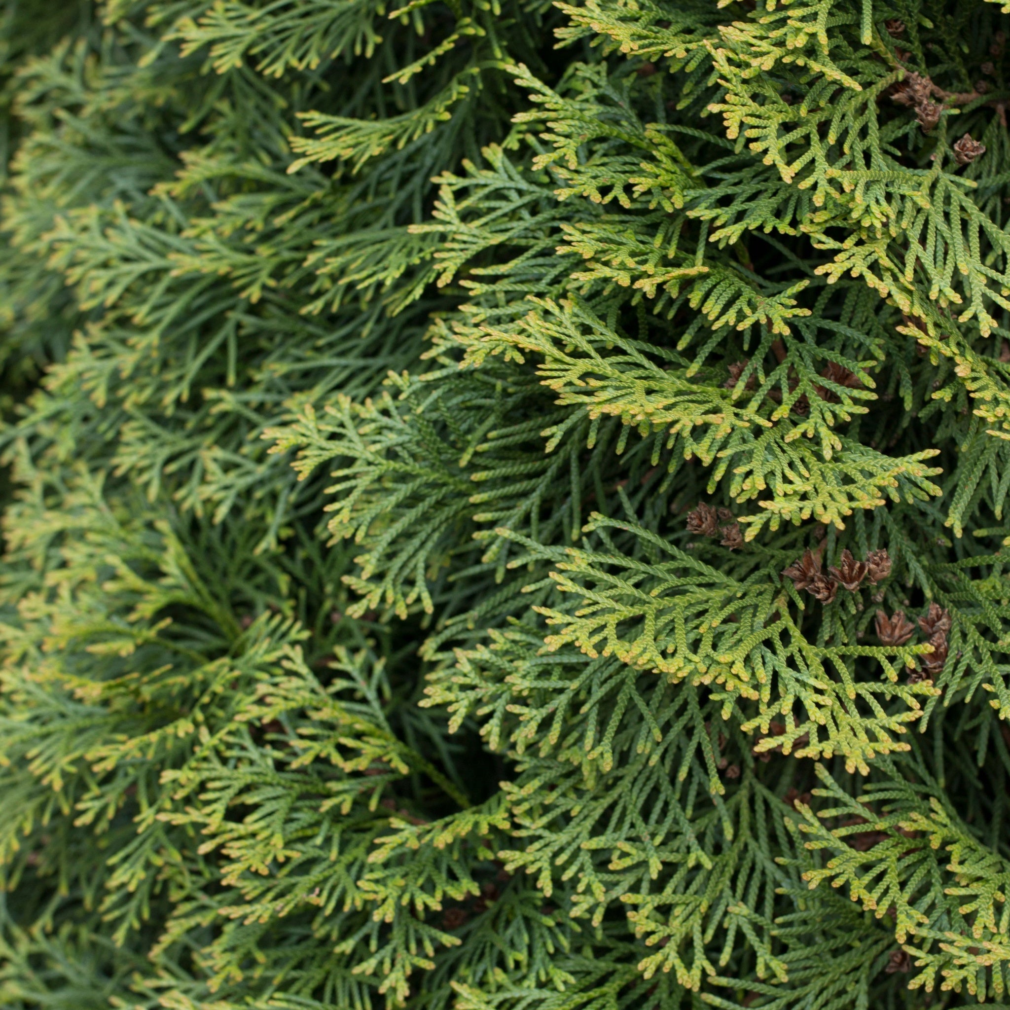 Thuja plicata 'Can Can' 9cm  | S25362 |