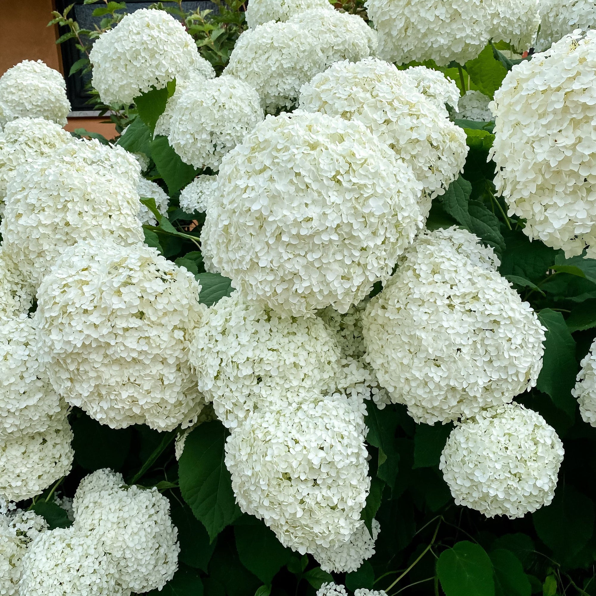 Hydrangea arborescens 'Incrediball' / 'Strong Annabelle' 3L / 5L / 7.5L / 10L / 20L  | S251756
