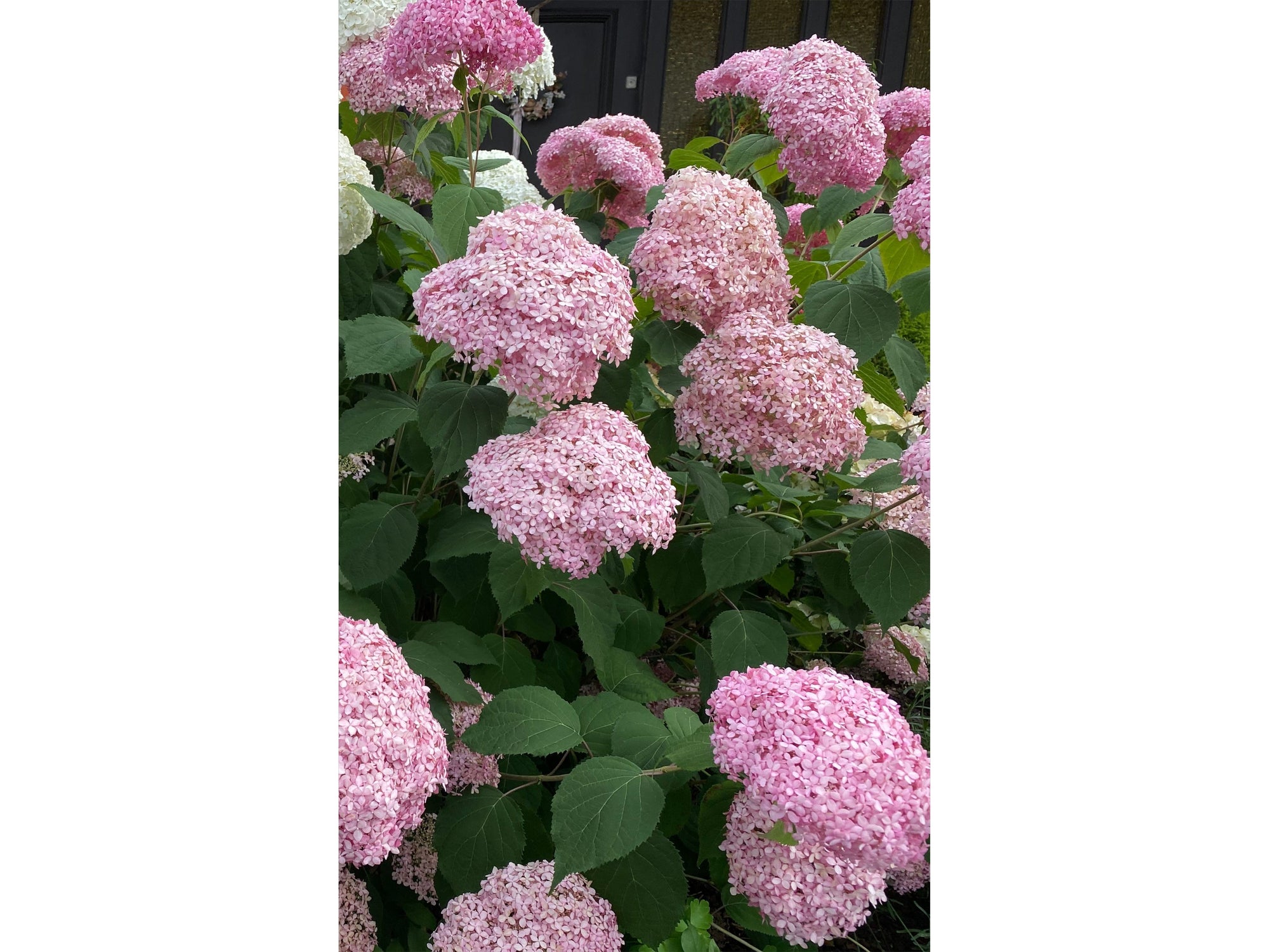 Hydrangea arborescens 'Strong Annabelle Pink' 3L  | S251773