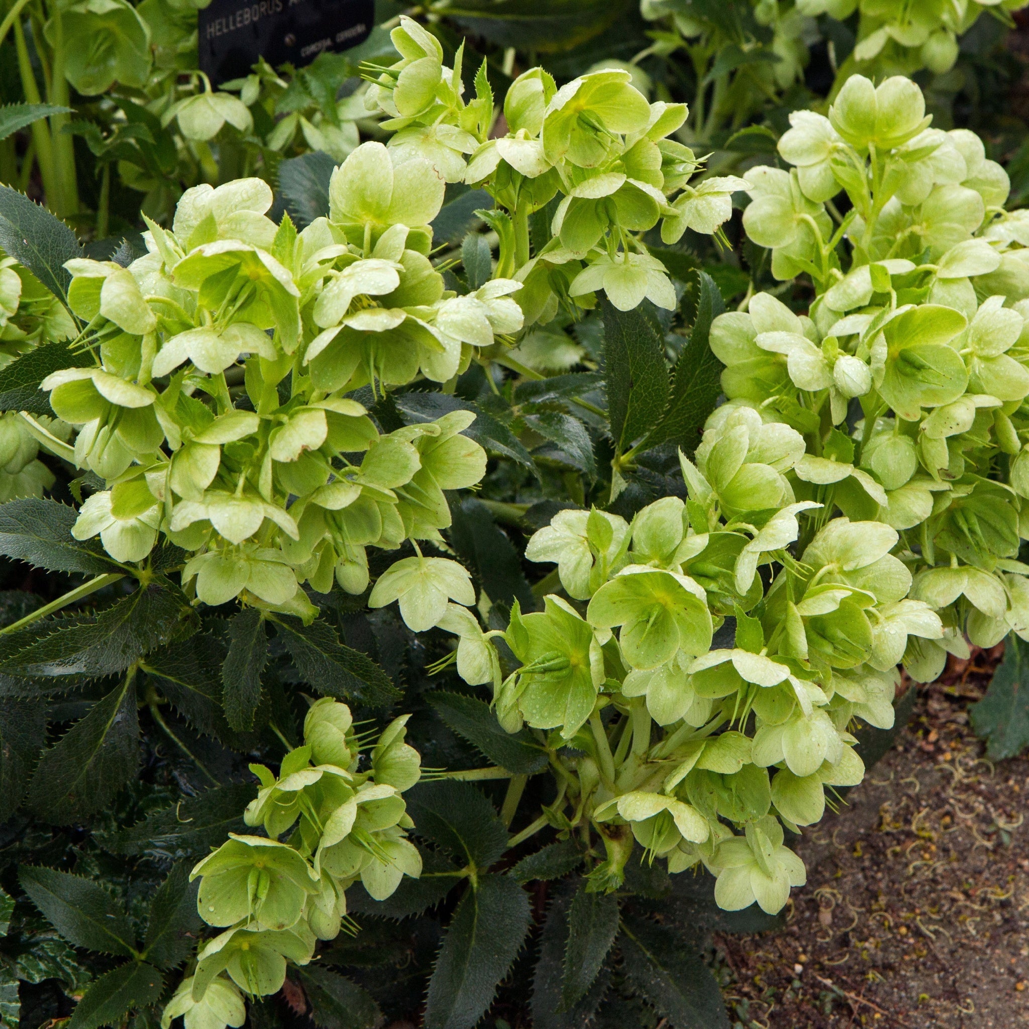 Hellebore argutifolius 9cm