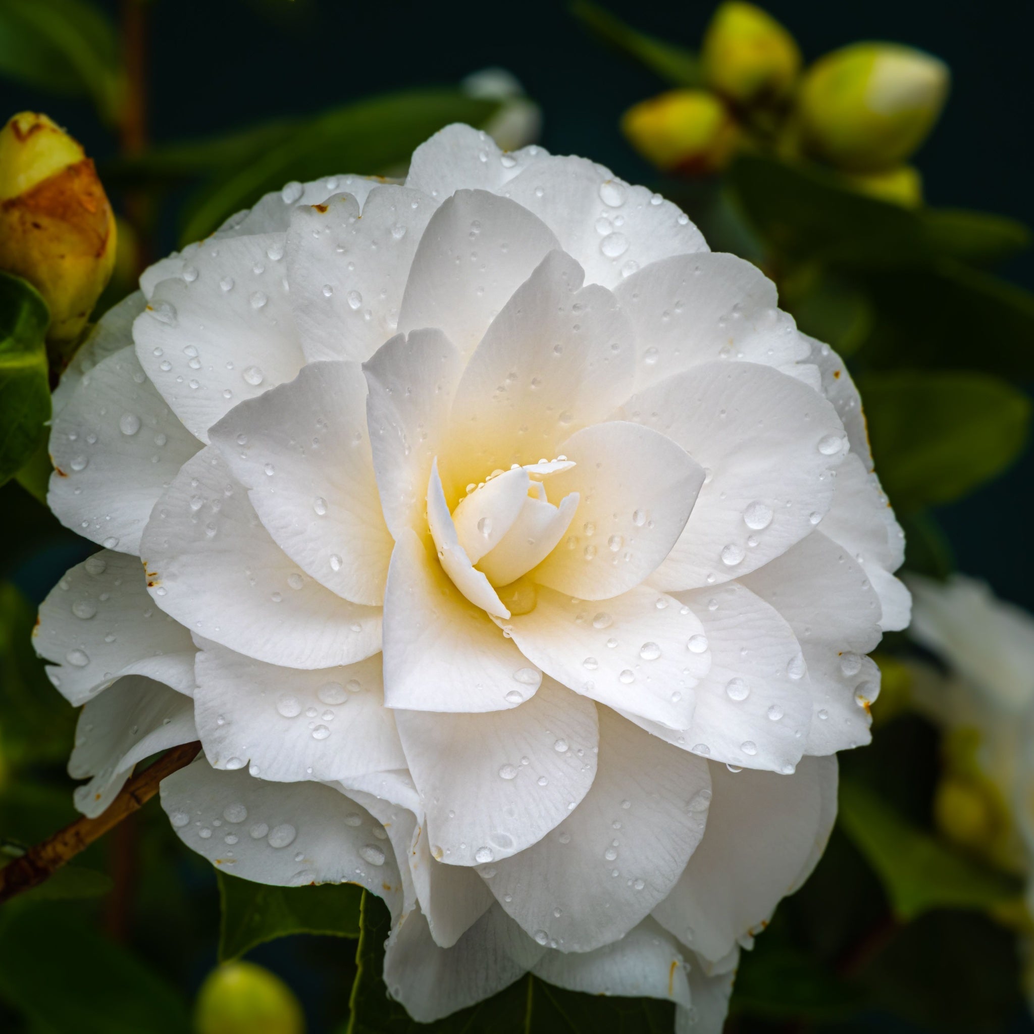 Camellia japonica 'Golden Anniversary' | S25361 | 9c m, 20-30cm height