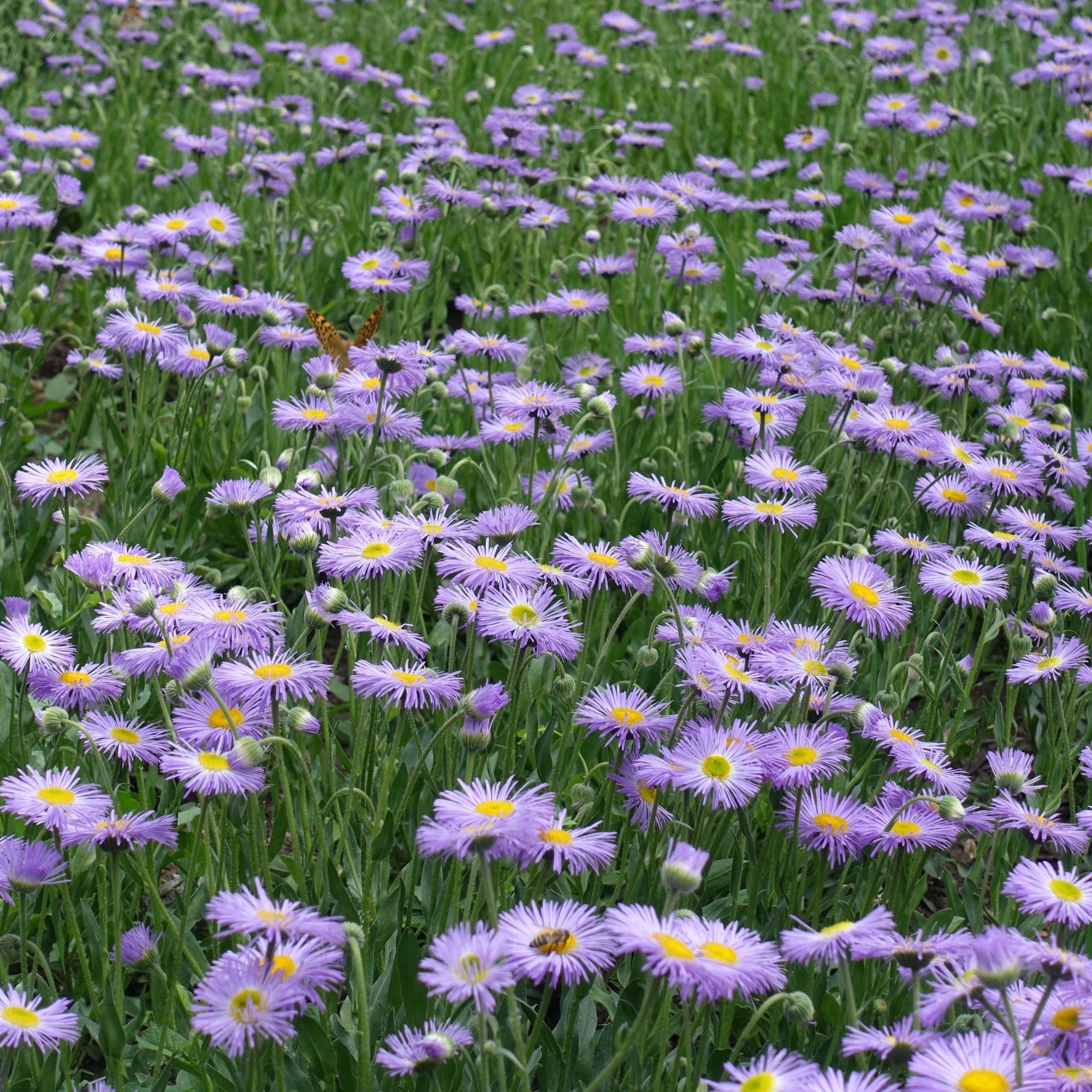Erigeron karvinskianus Lavender Lady (9cm Pot)  | S251766