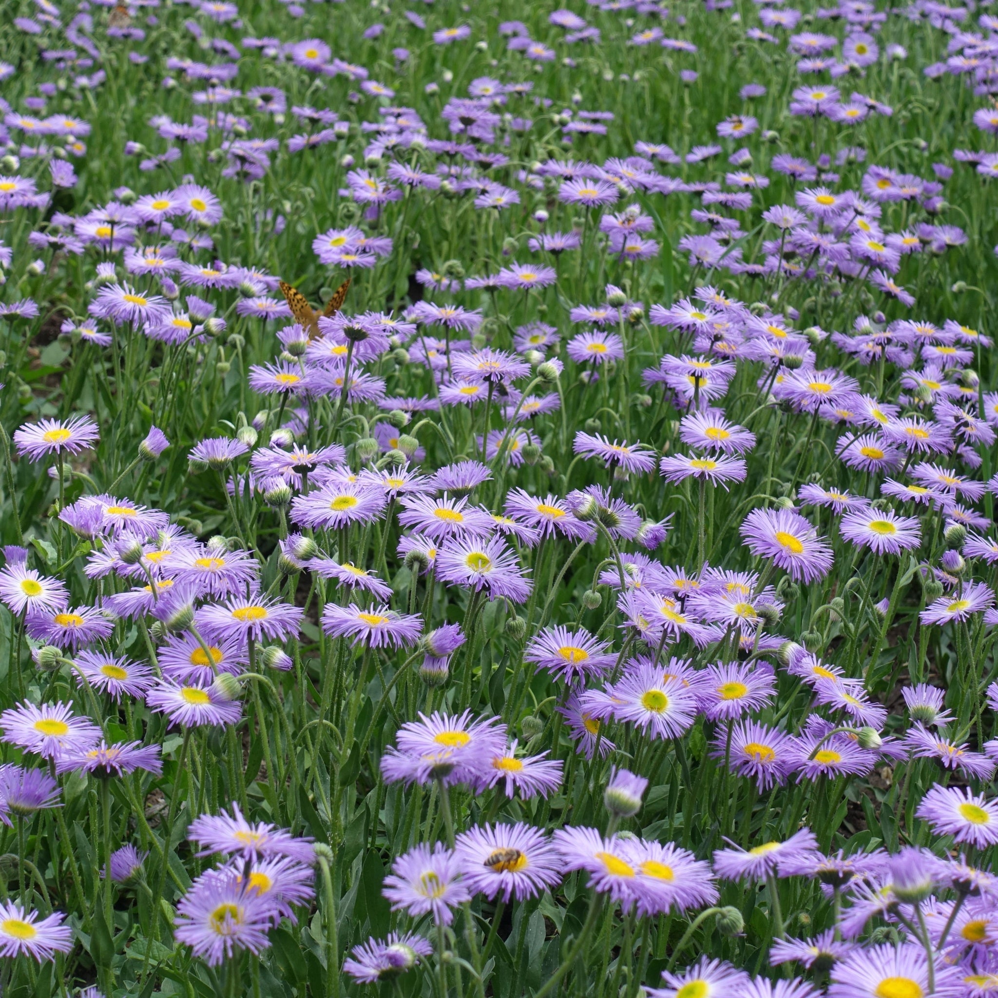 Erigeron karvinskianus Lavender Lady (9cm Pot)  | S251766