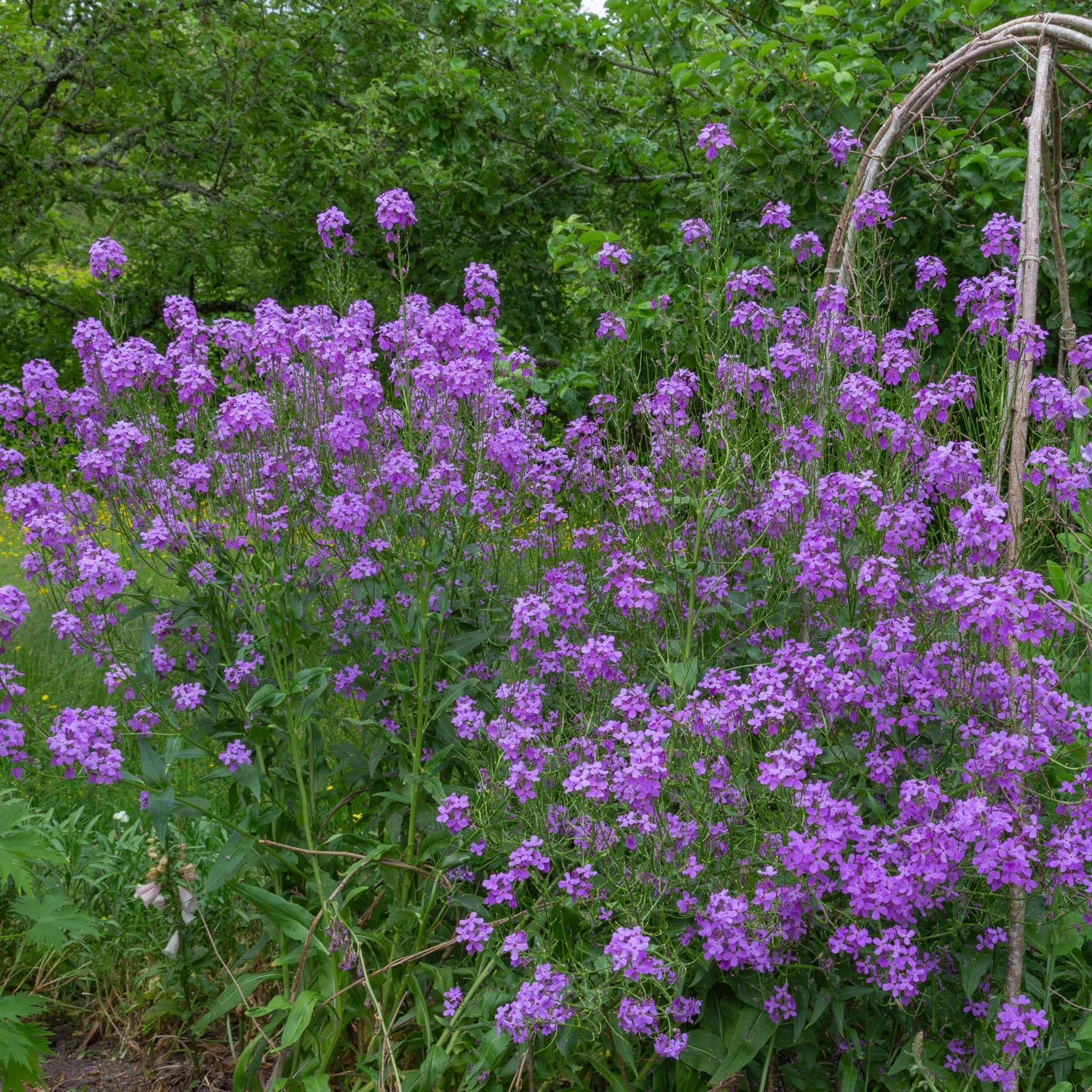 Hesperis matronalis purple 9cm / 2L