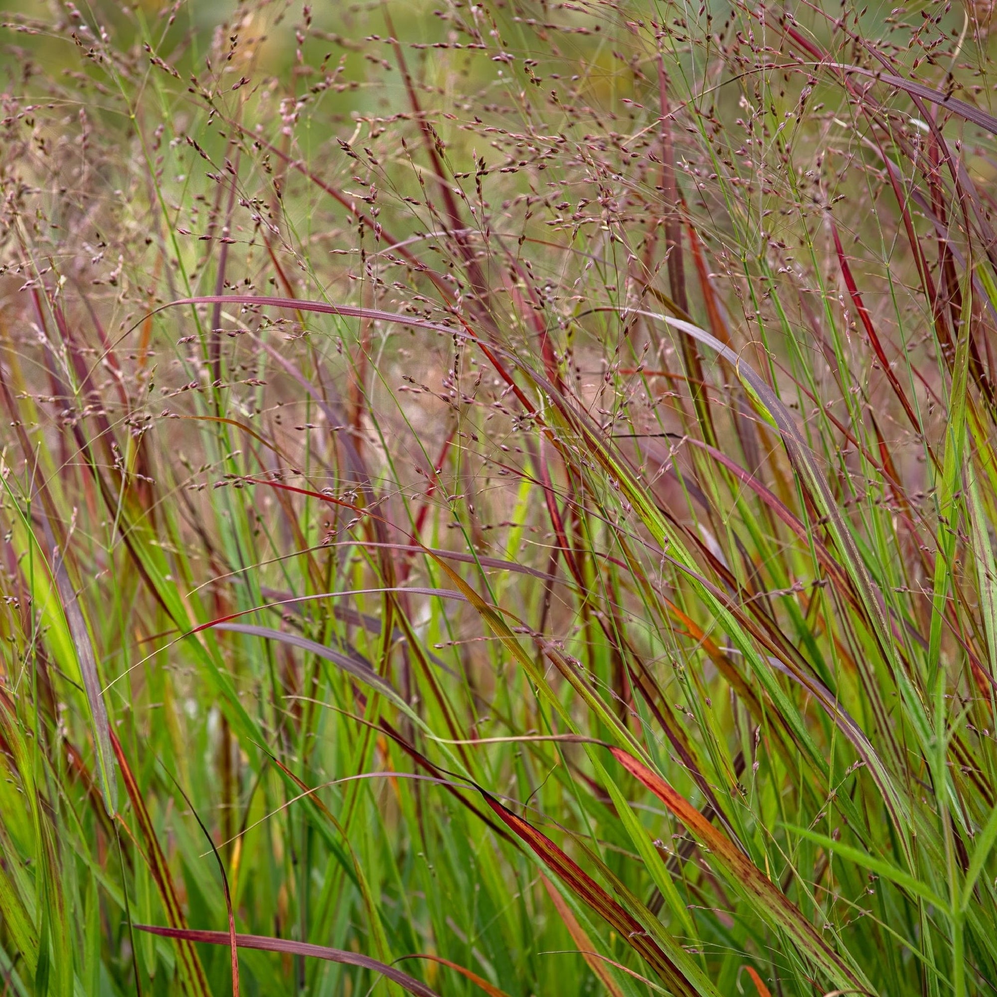 Panicum virgatum 'Shenandoah' 9cm  | S25357 |
