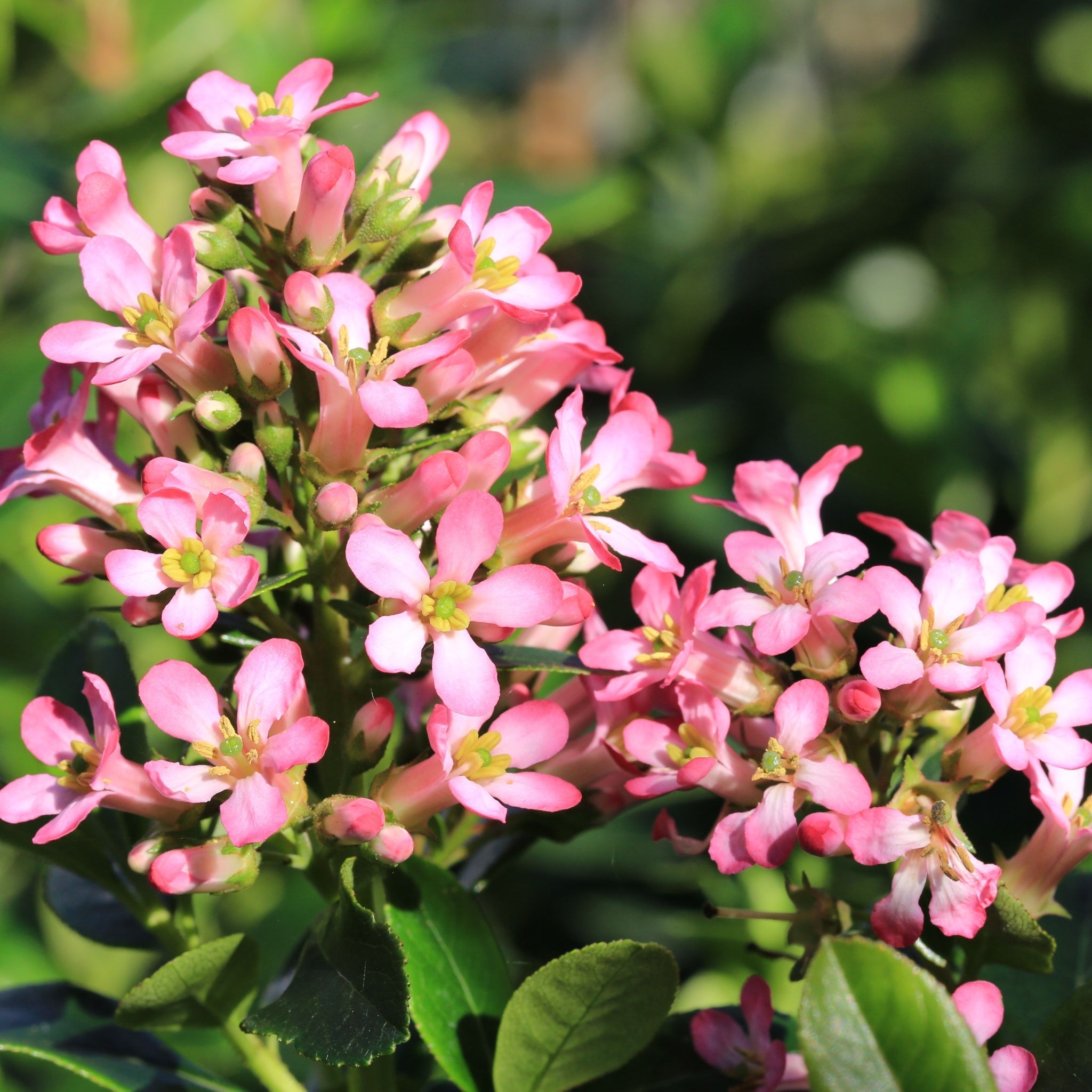 Escallonia 'Pink Elle' 9cm  | S25360 |